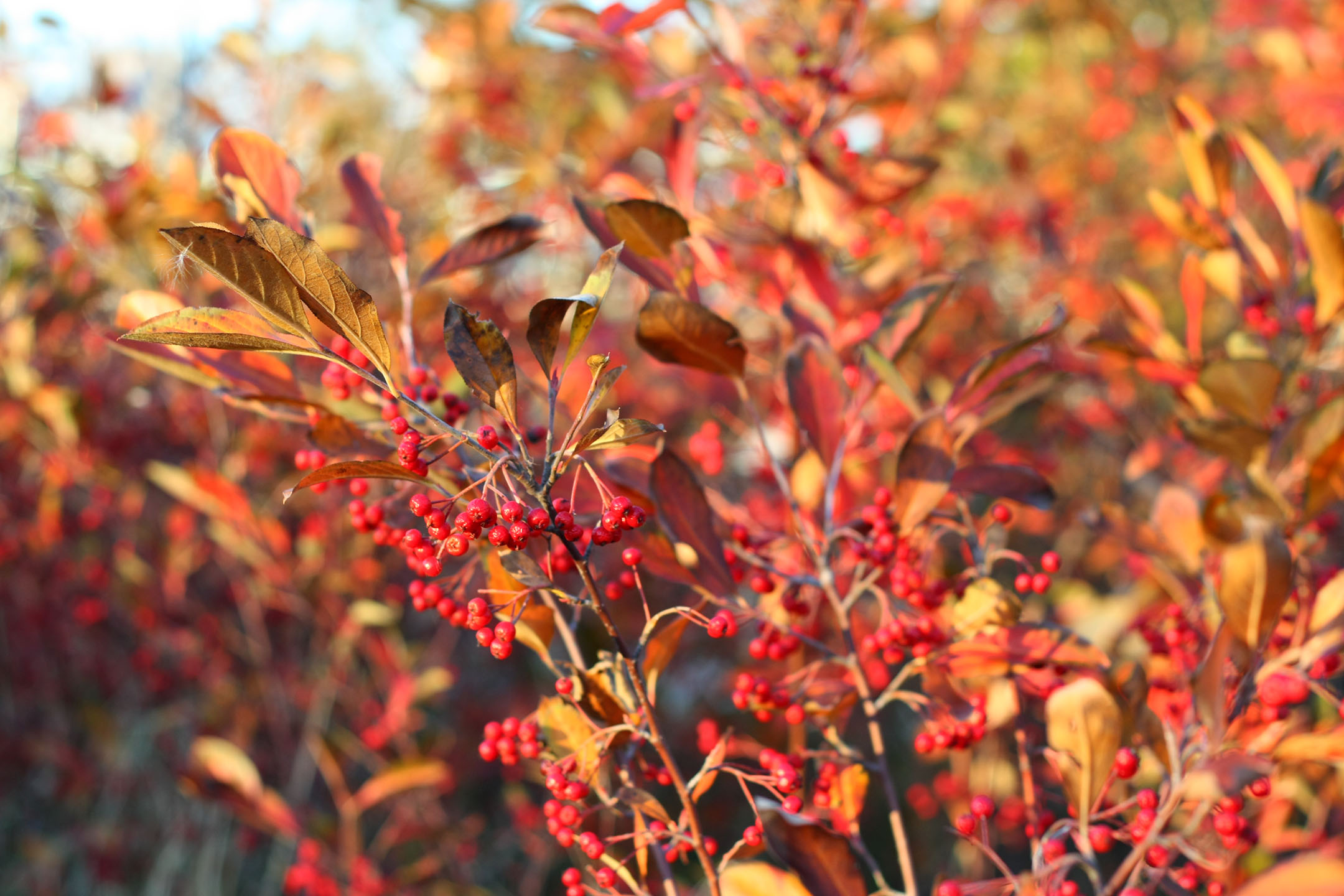 True Colors: 9 Best Shrubs for Fall Foliage - Gardenista