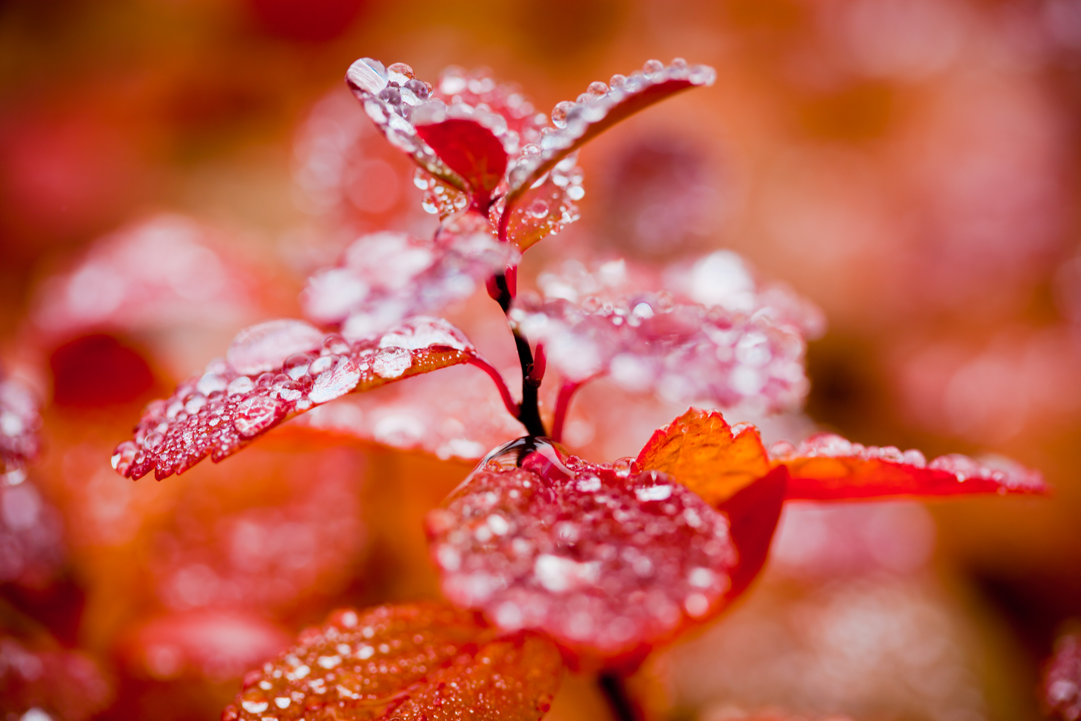 Red autumn foliage and droplets photo