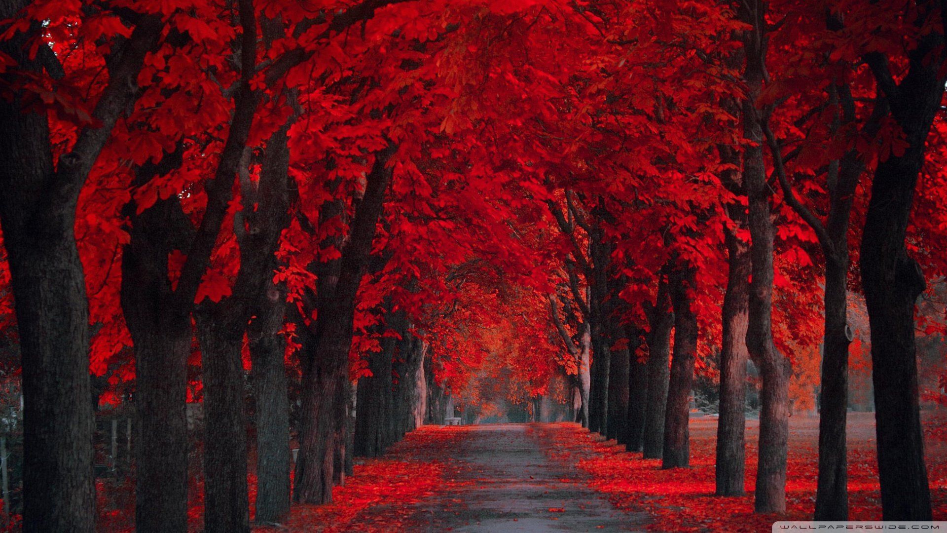 Red Leaves Wallpaper - WallpaperSafari | Shades of Red | Pinterest ...