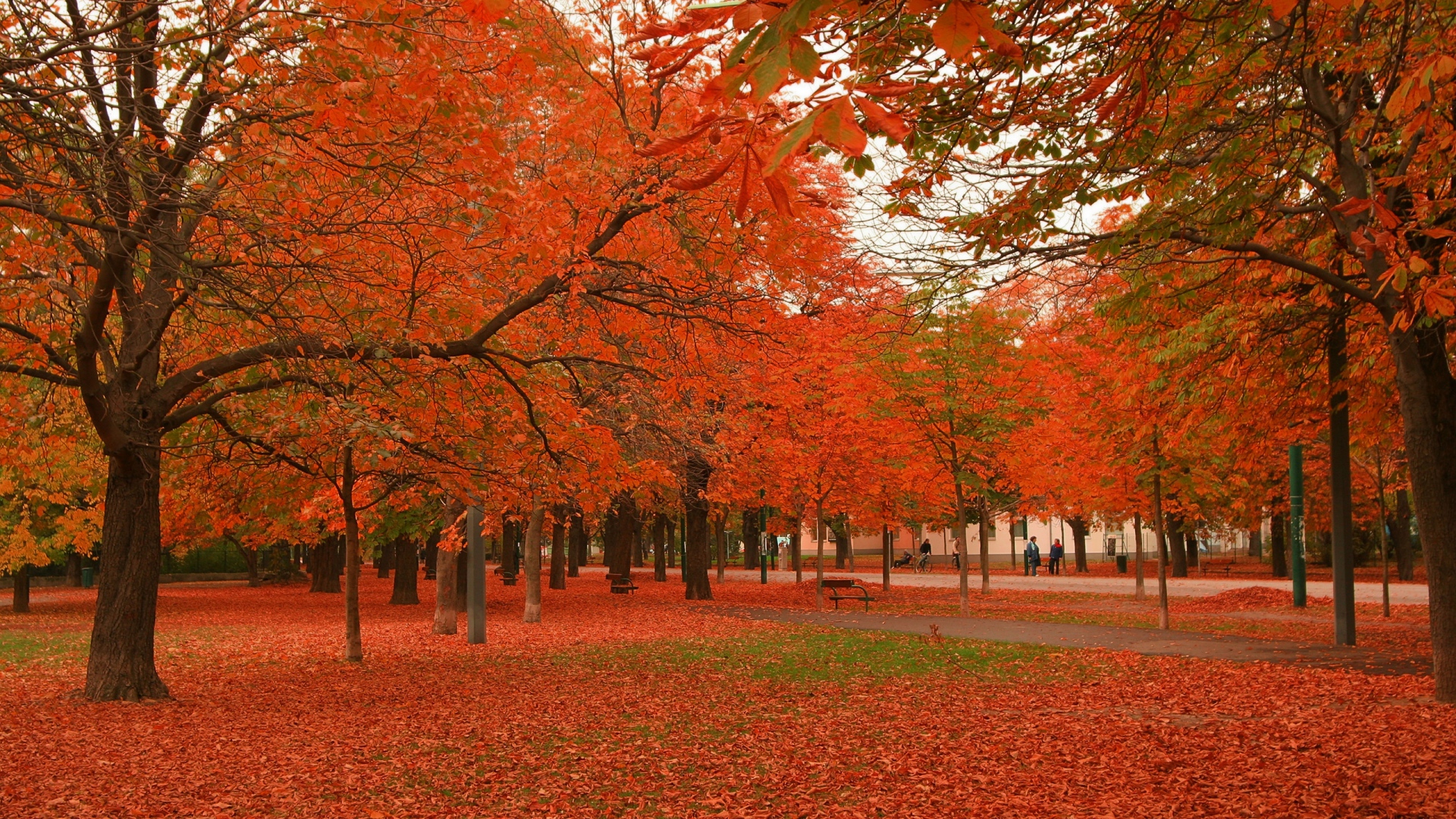 Wonderful Nature Full Red Autumn Trees Leaves - HD Wallpapers - Free ...