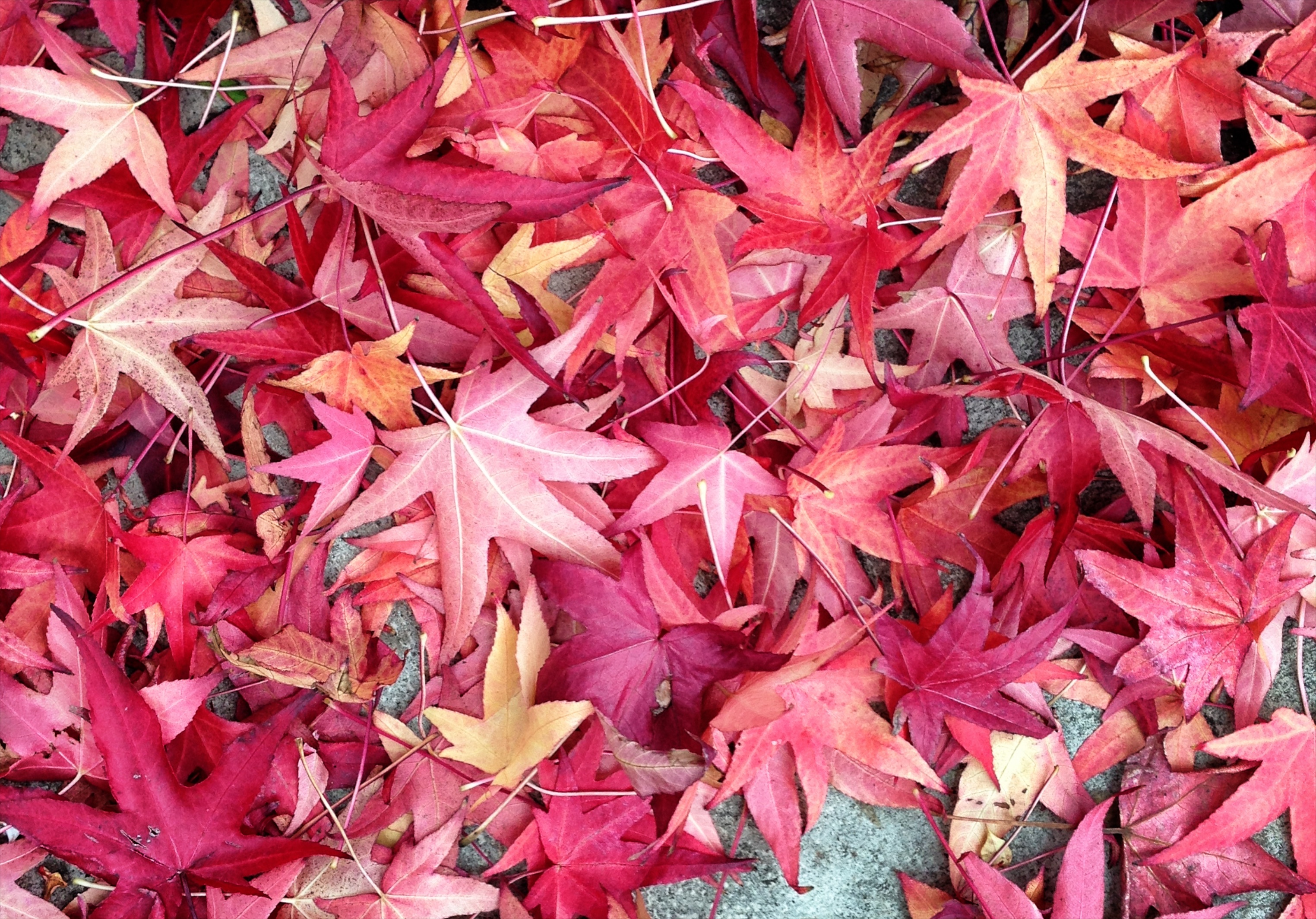 red autumn leaves – A Life In London