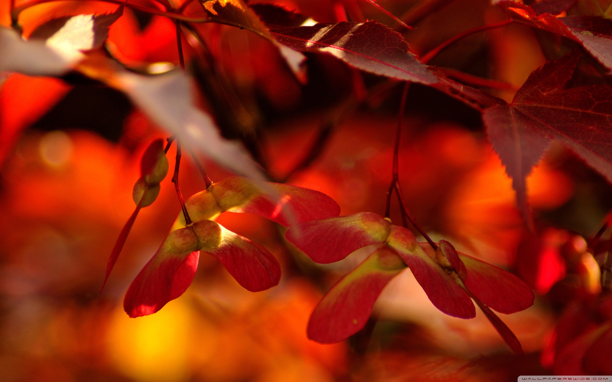 Red Autumn Leaves, Close Up ❤ 4K HD Desktop Wallpaper for 4K Ultra ...