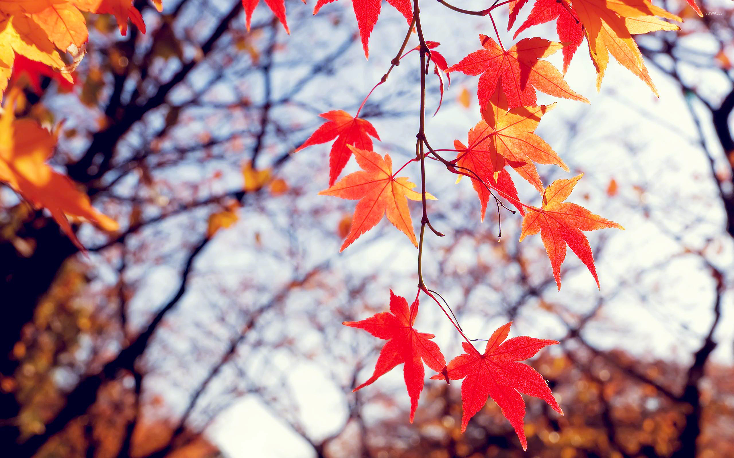 Red autumn leaves [2] wallpaper - Photography wallpapers - #14774