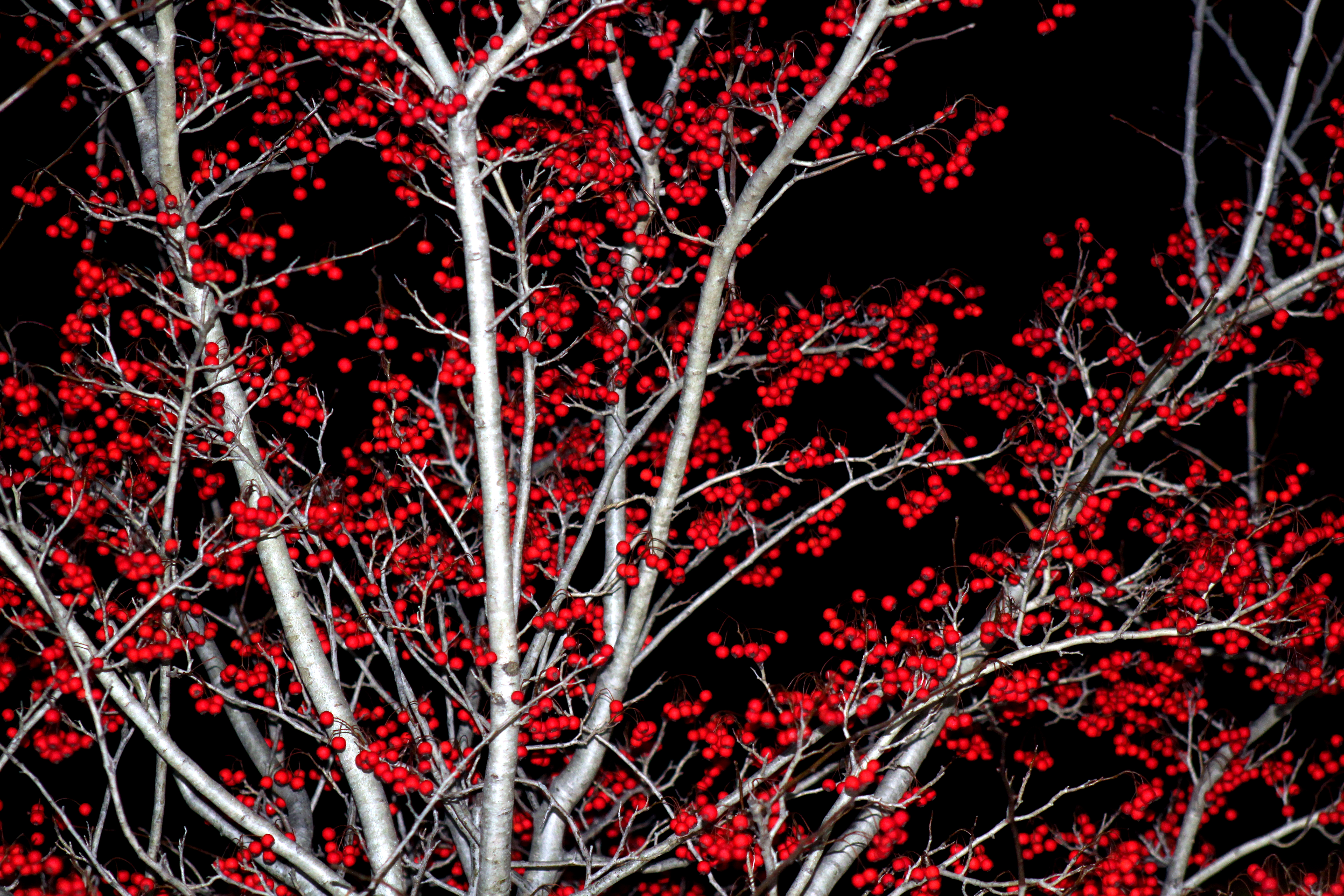 Red Ball Tree, Abstract, Berries, Branches, Bright, HQ Photo