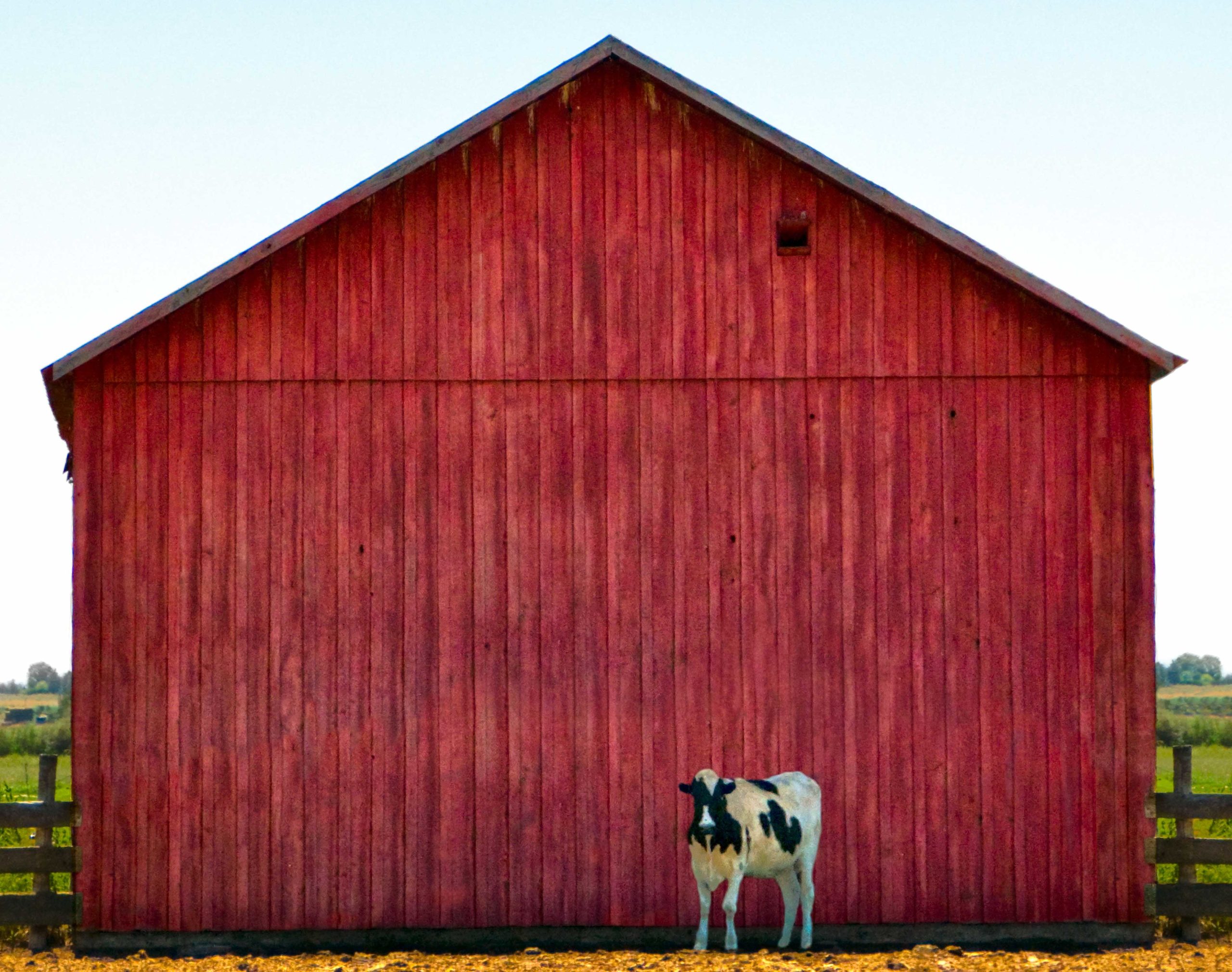 Red Barn with Cow - Roadside Gallery