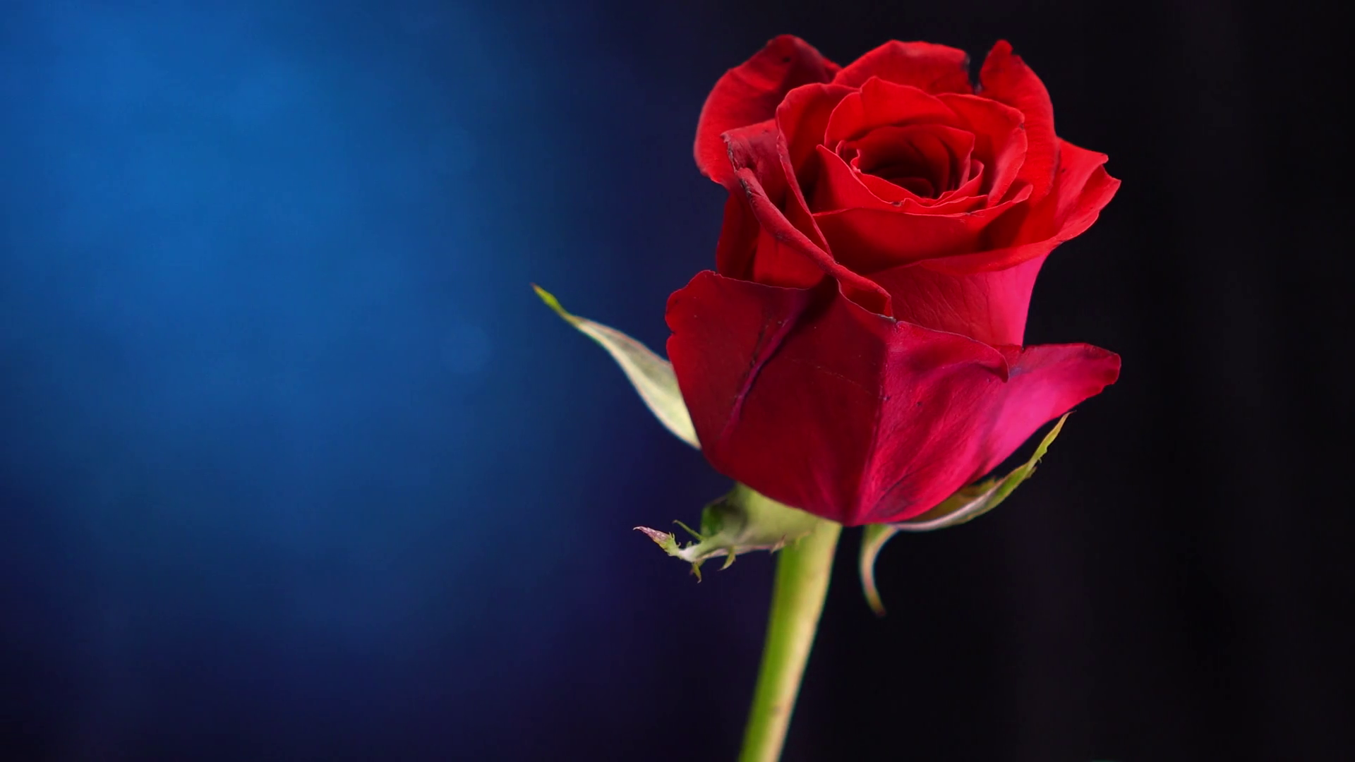Beautiful flowers - red rose for lovers Stock Video Footage ...