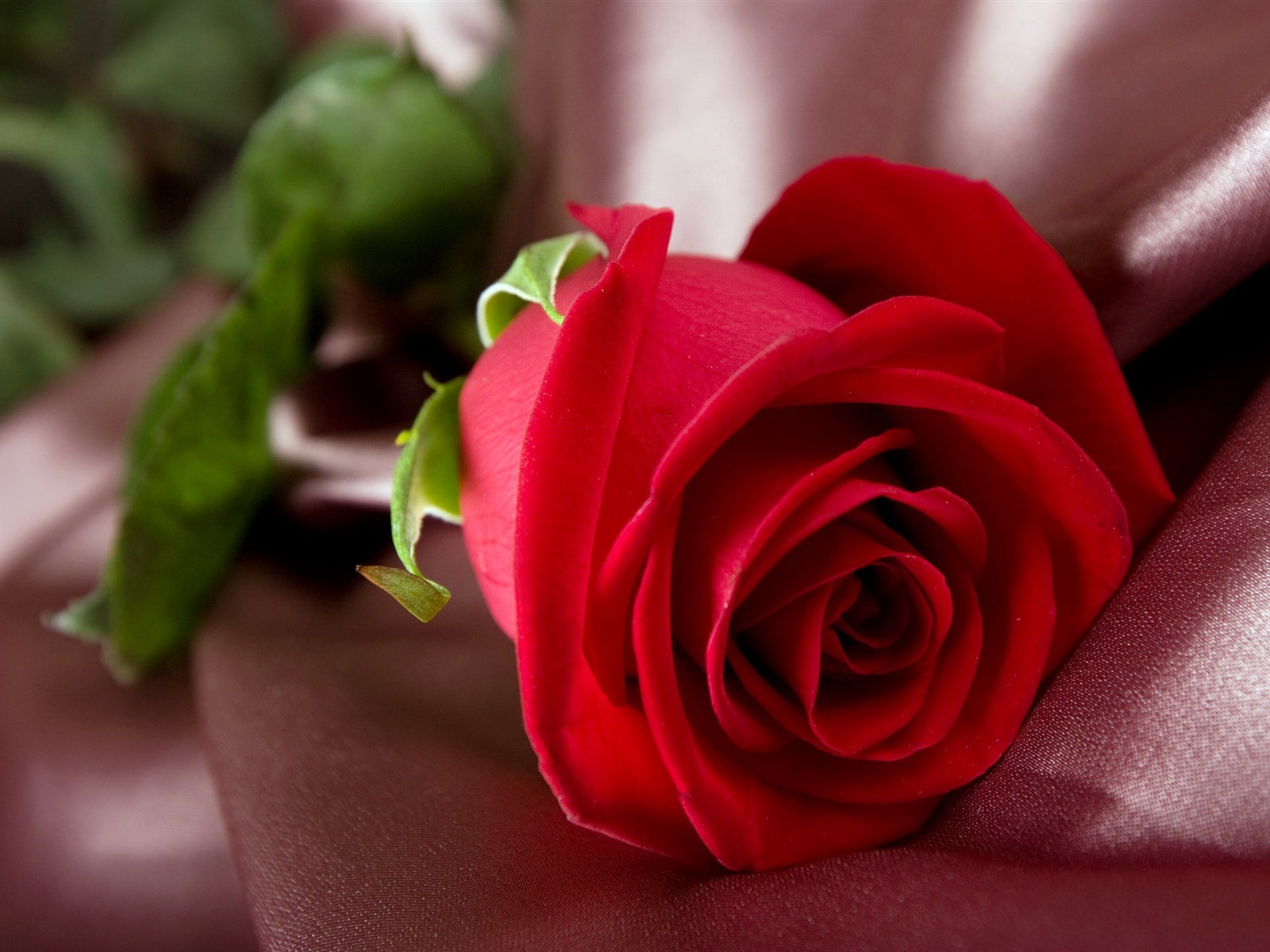 Flowers: Pure Rose Red Beautiful Flowers Desktop Wallpapers Free ...