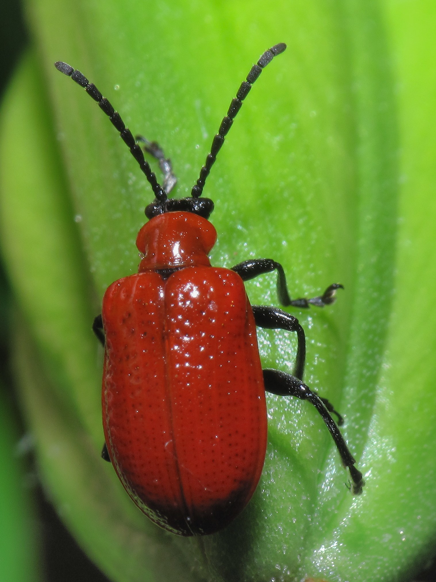 Red alert over Monty Don's lily beetle tip - Amateur Gardening