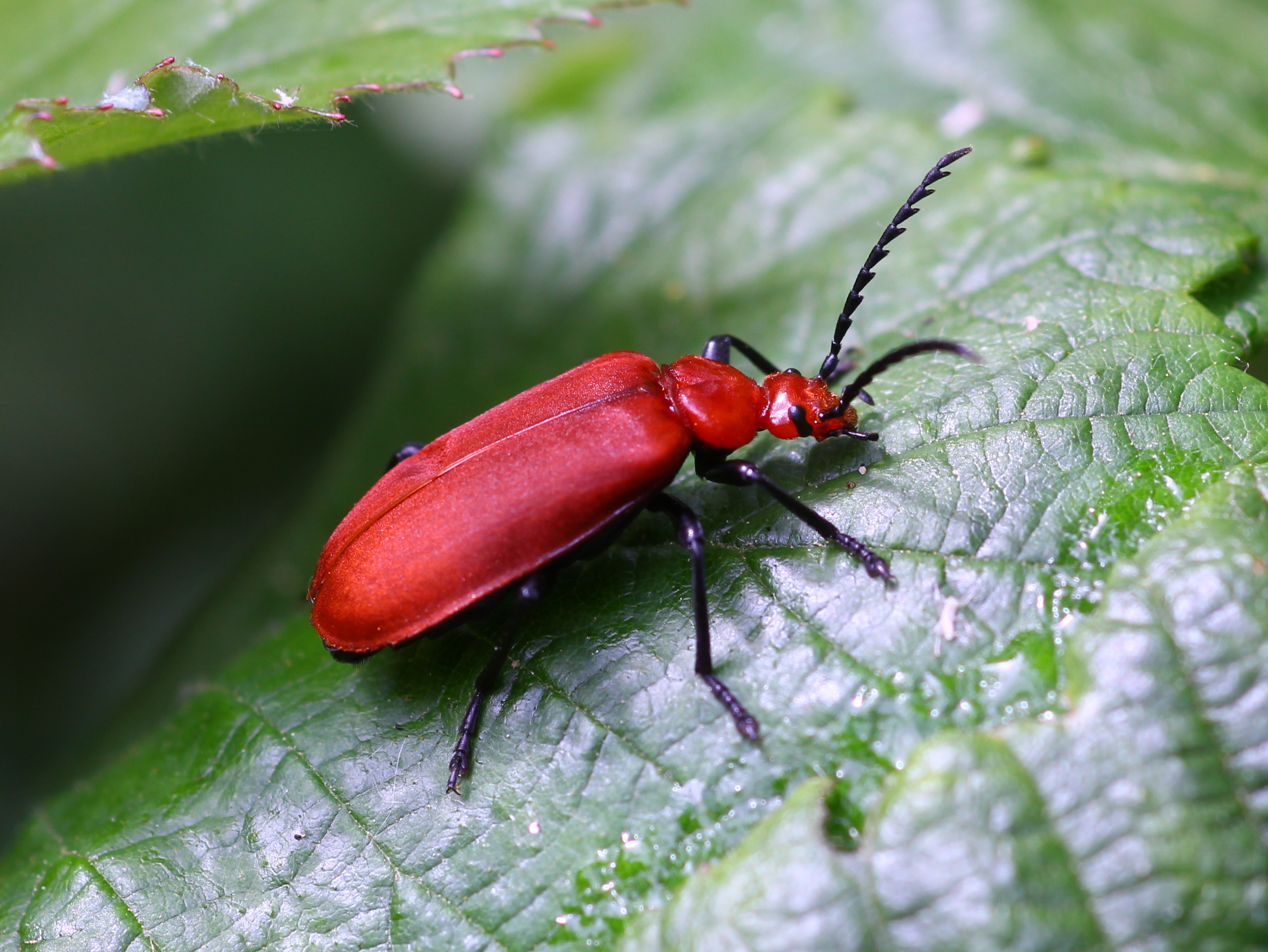 red-headed cardinal beetle | Blashford Lakes Nature Reserve