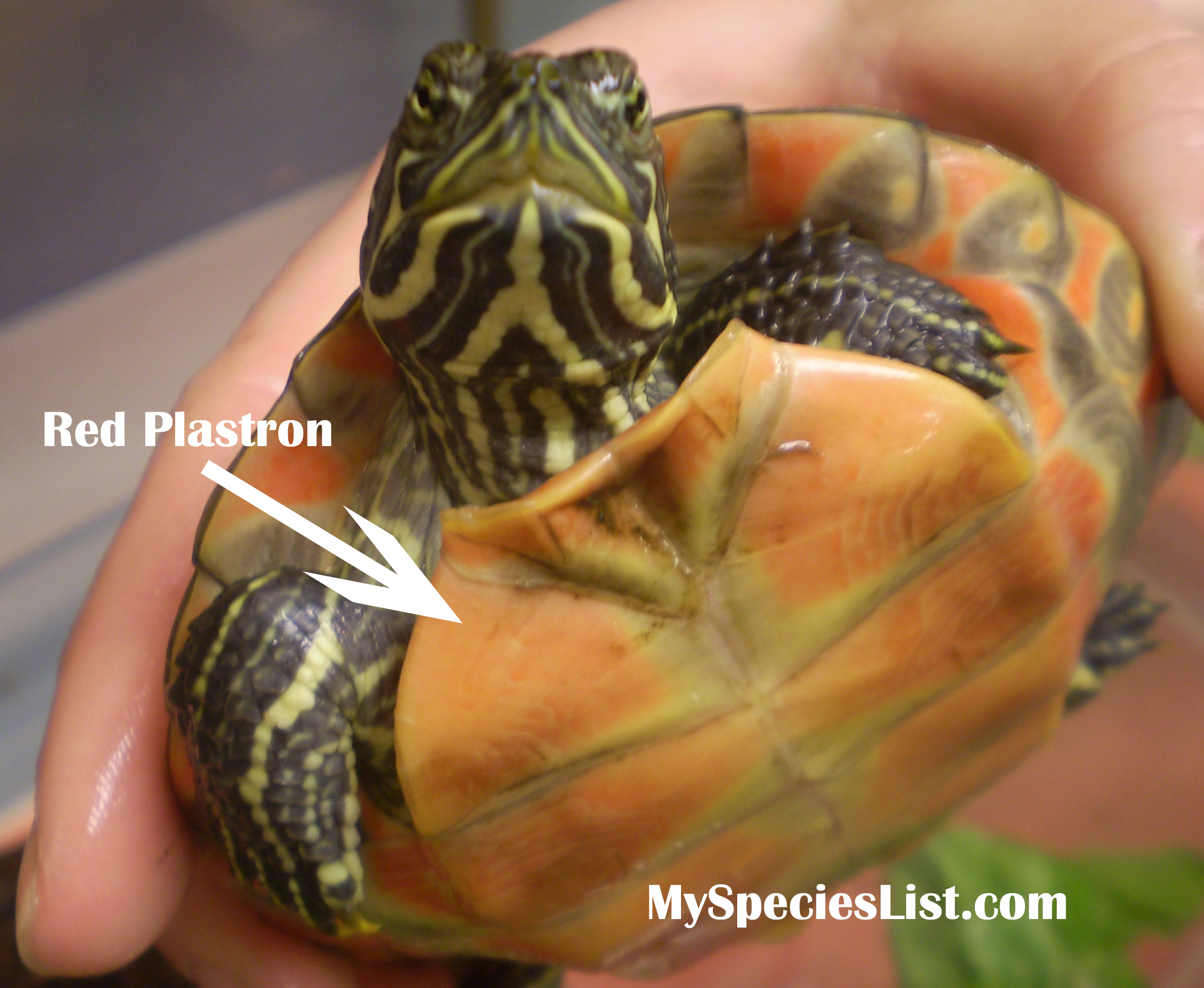 The Plymouth Red-bellied Turtle (Pseudemys rubriventris)