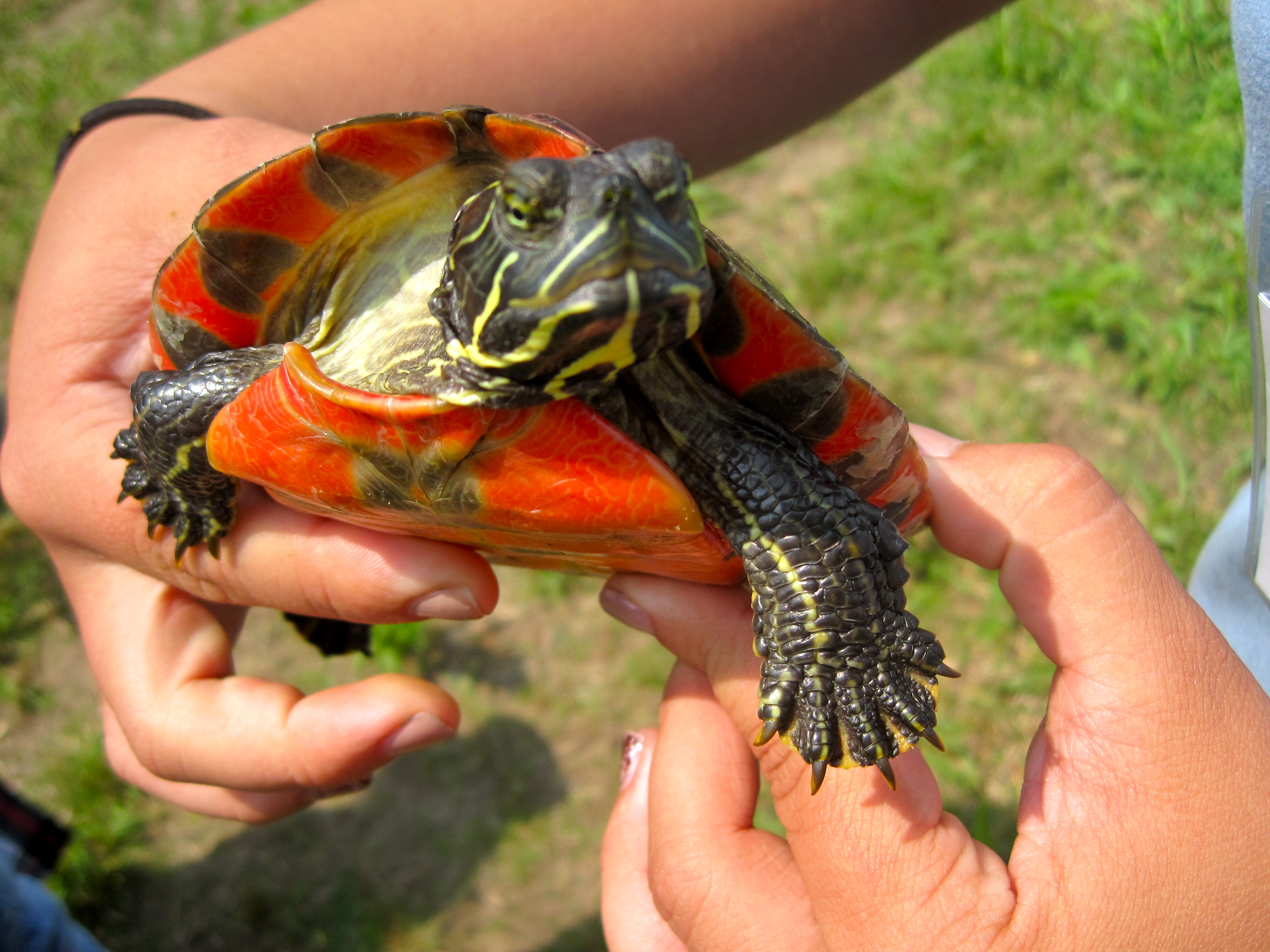 Interning with the NMLC: red-bellied cooter release | National ...