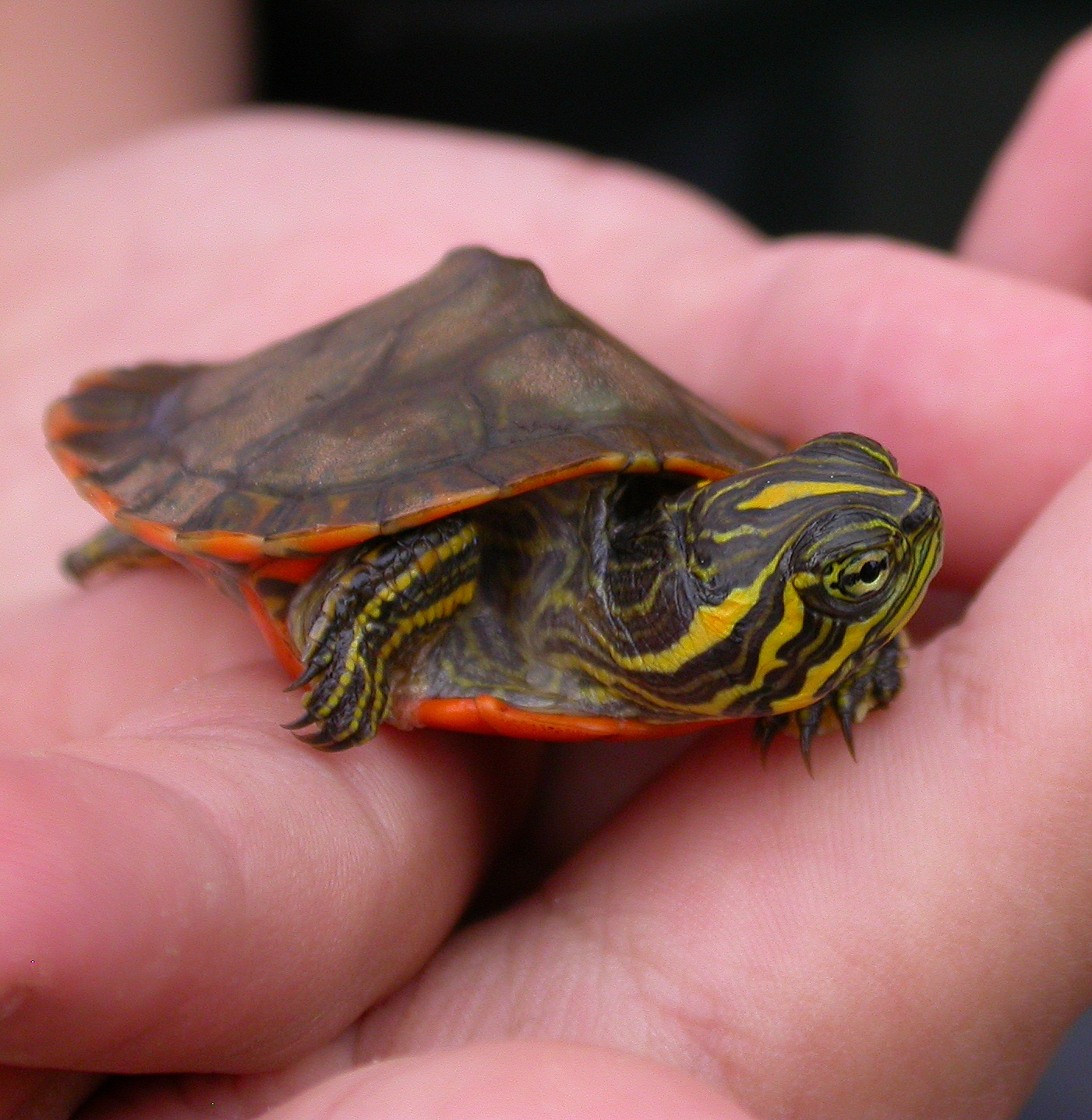 File:Alabama red-bellied turtle hatchling head view view.jpg ...
