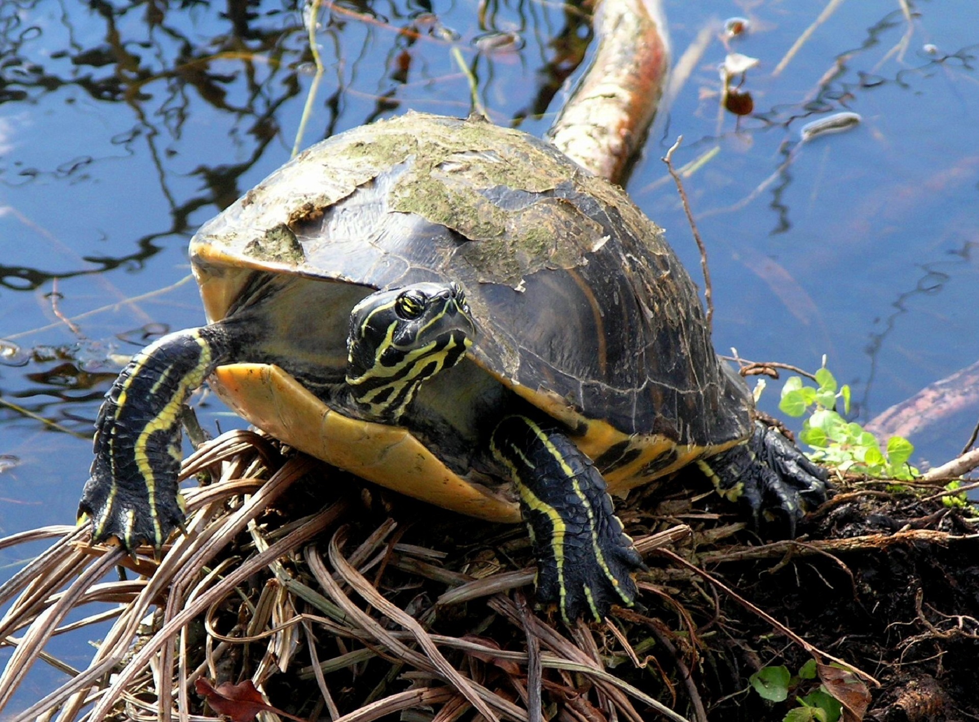 Черепахи в озерах. Красноухая Болотная черепаха. Морская Болотная черепаха. Pseudemys peninsularis. Дикие красноухие черепахи.