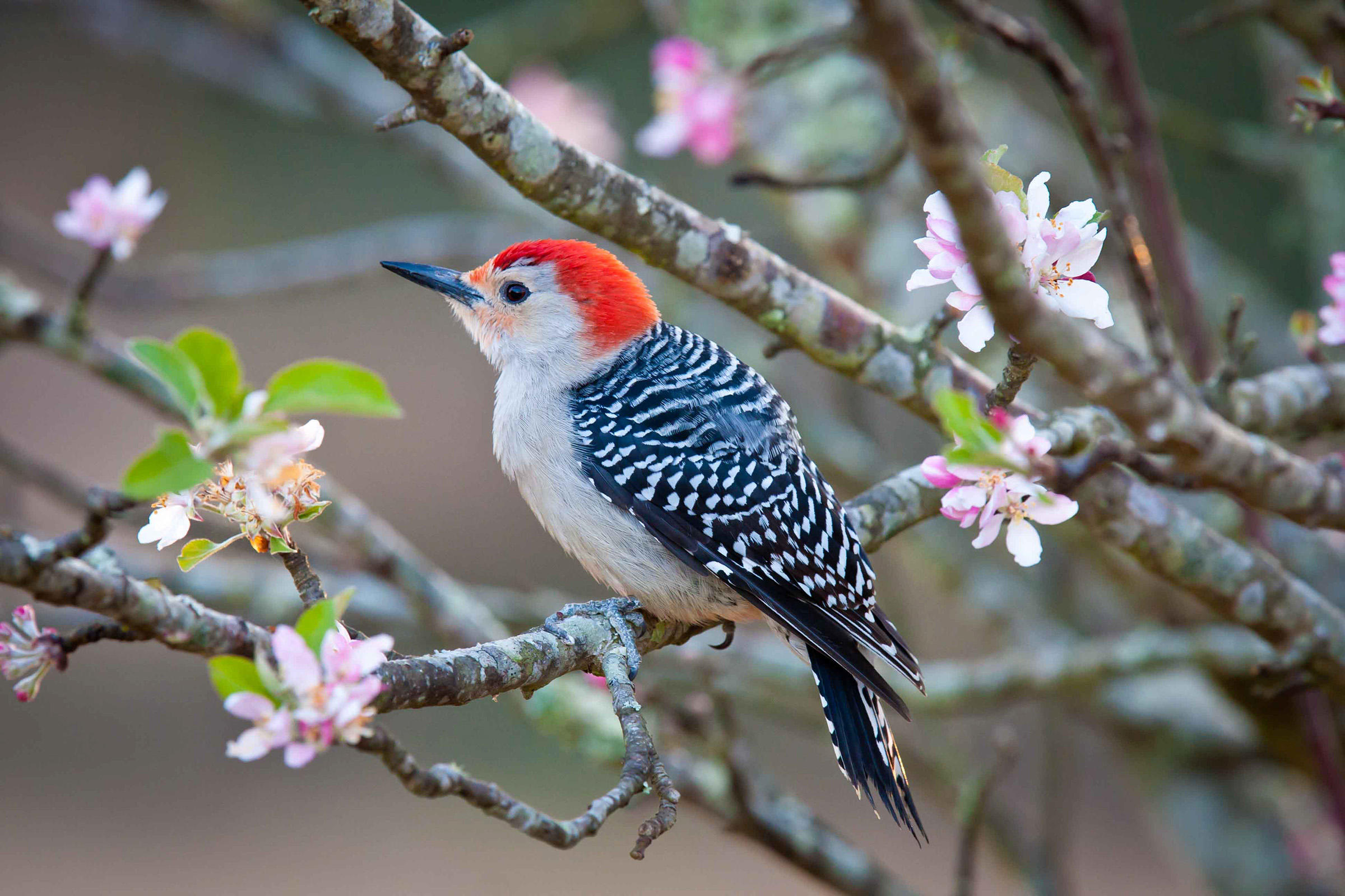 Red bellied woodpecker photo
