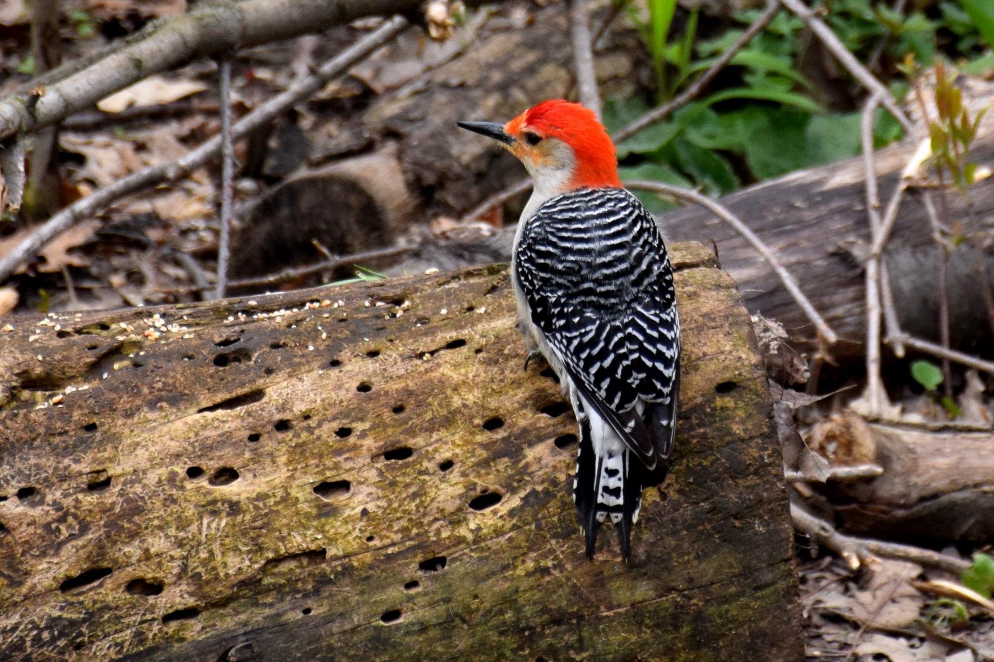 Red-bellied Woodpecker (Melanerpes carolinus) Red-bellied Woodpecker ...