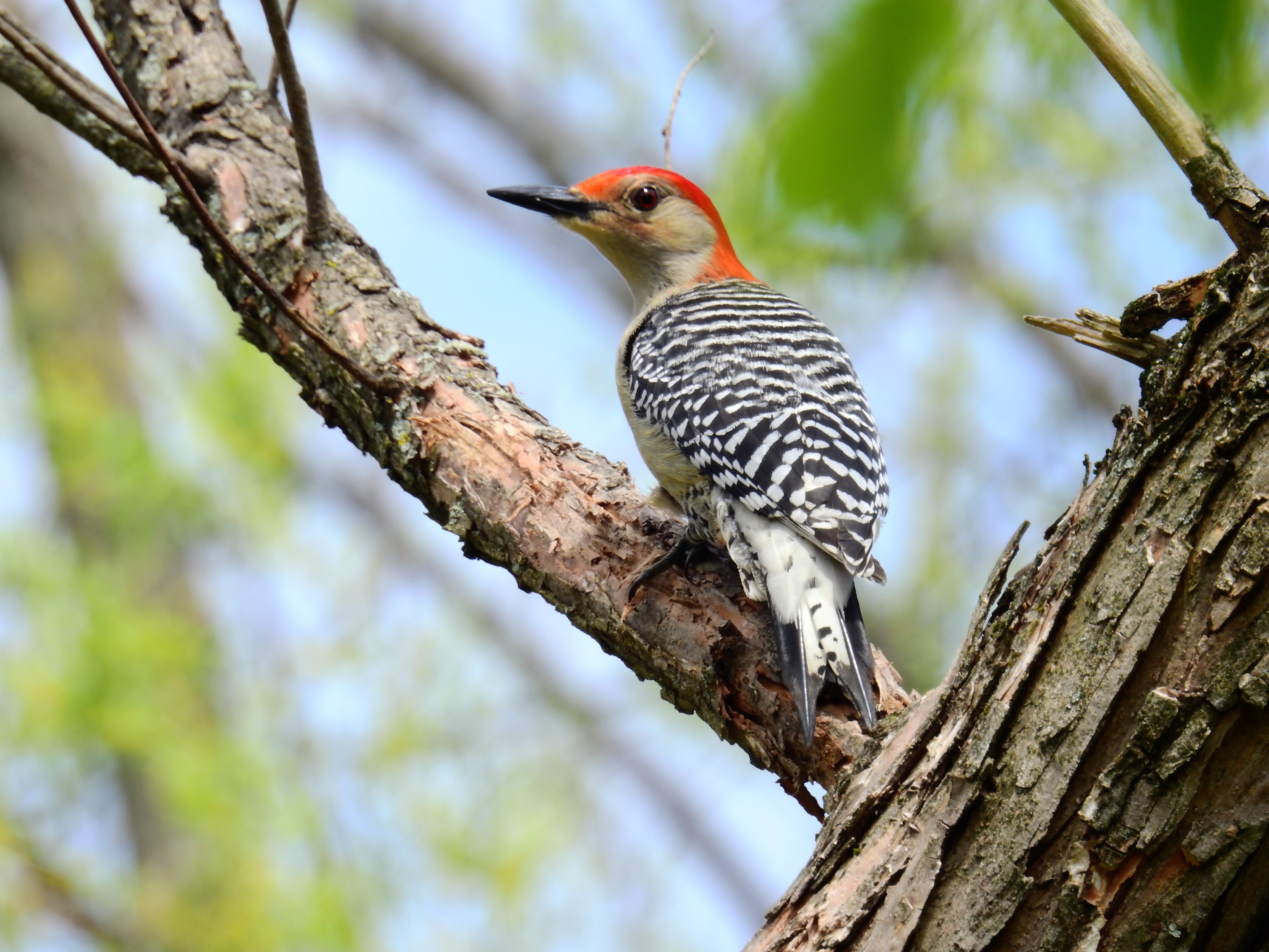 Red-bellied Woodpecker – Renegade Expressions