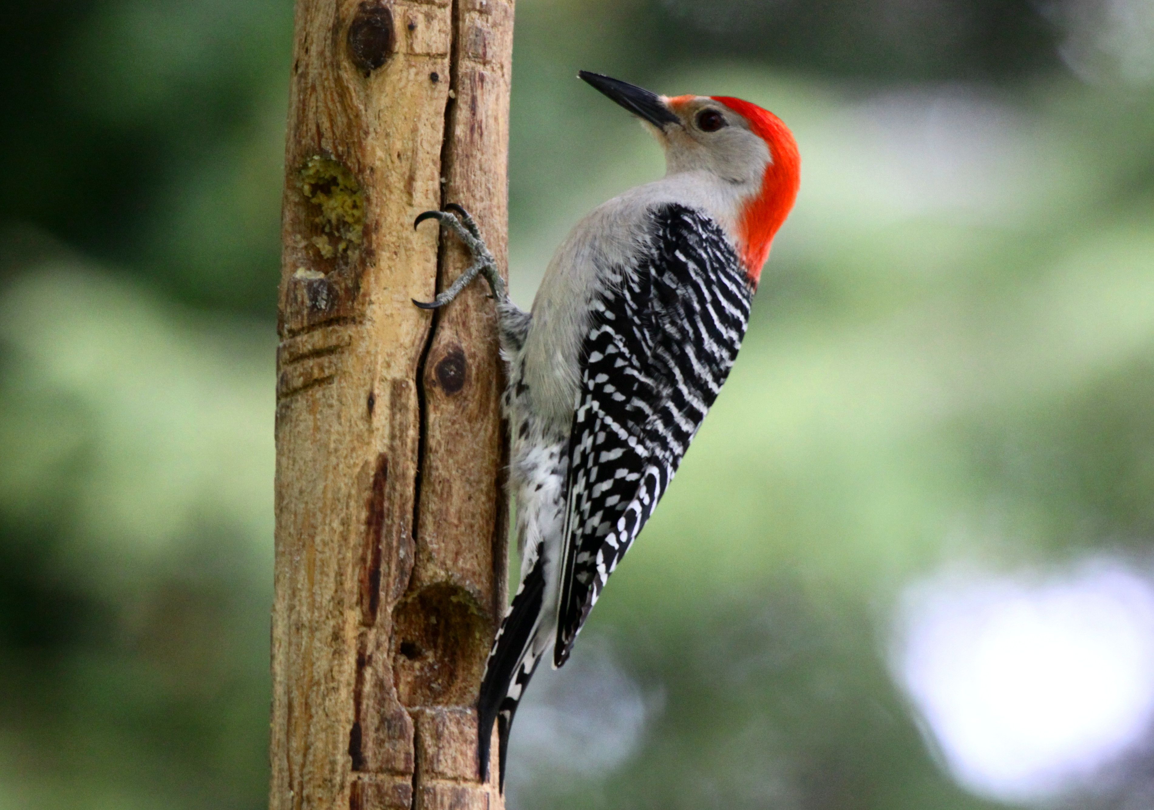 Red-Bellied Woodpecker | Birds that feed at my feeders - 2014 ...