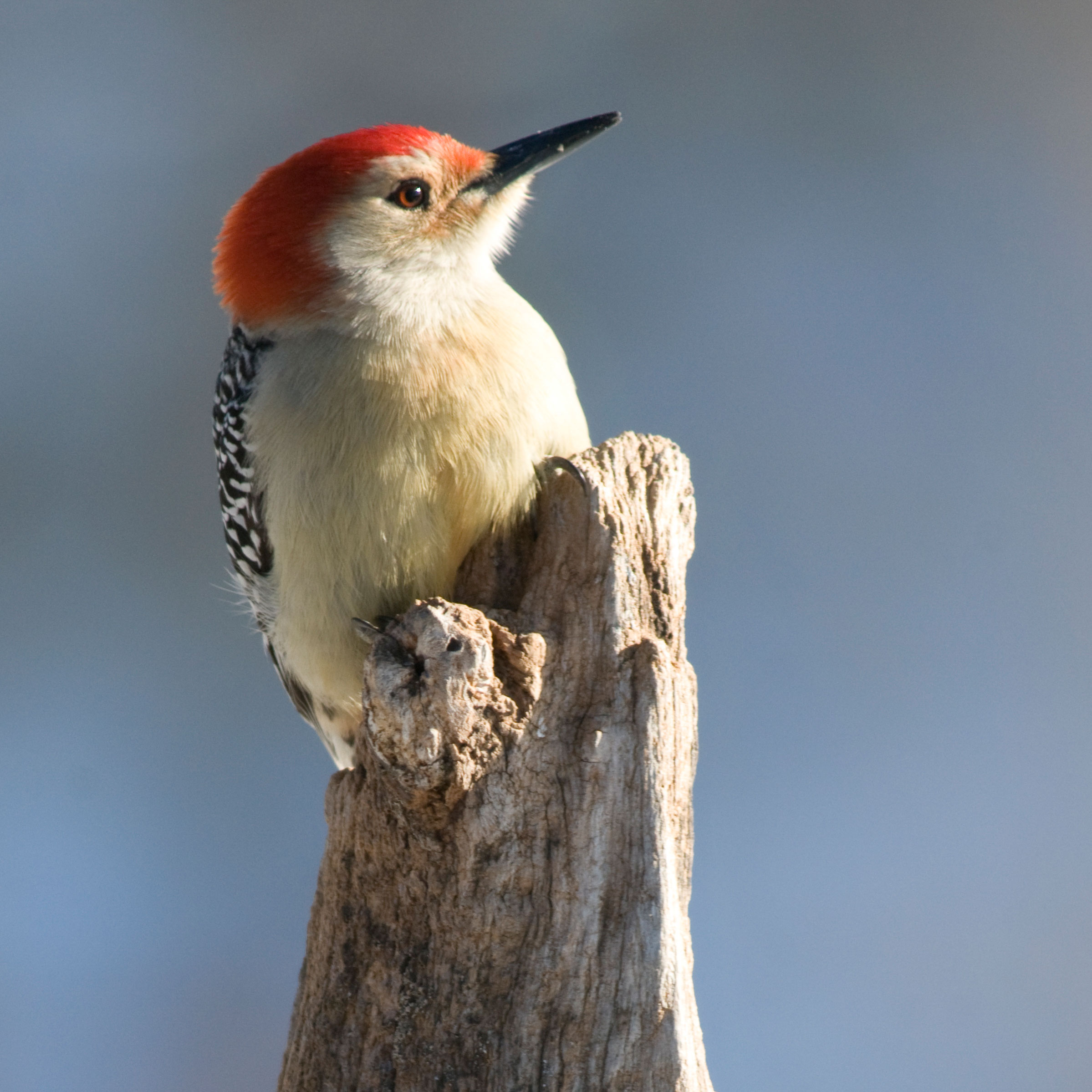Red bellied woodpecker photo