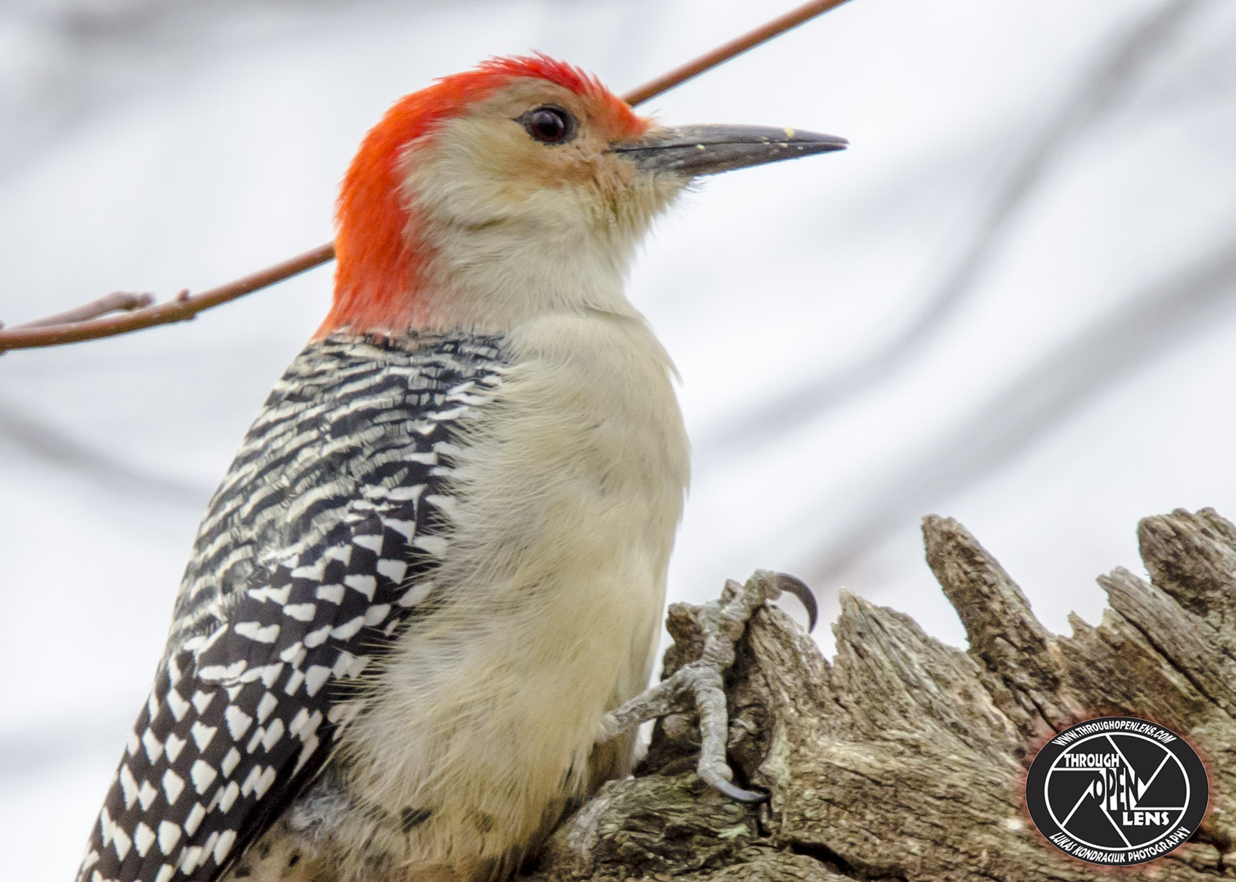 Red-bellied Woodpecker – Through Open Lens