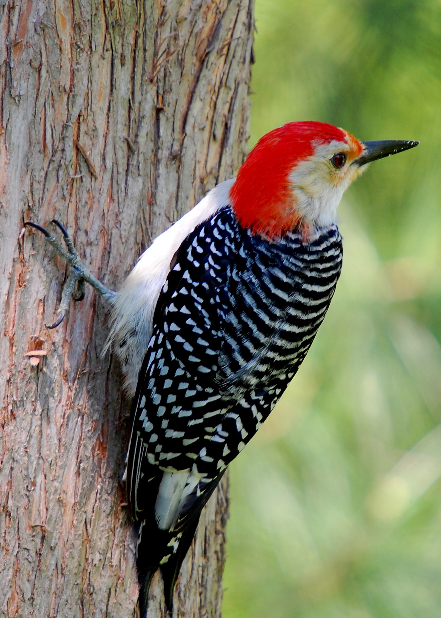 File:Red-bellied Woodpecker on tree.JPG - Wikimedia Commons