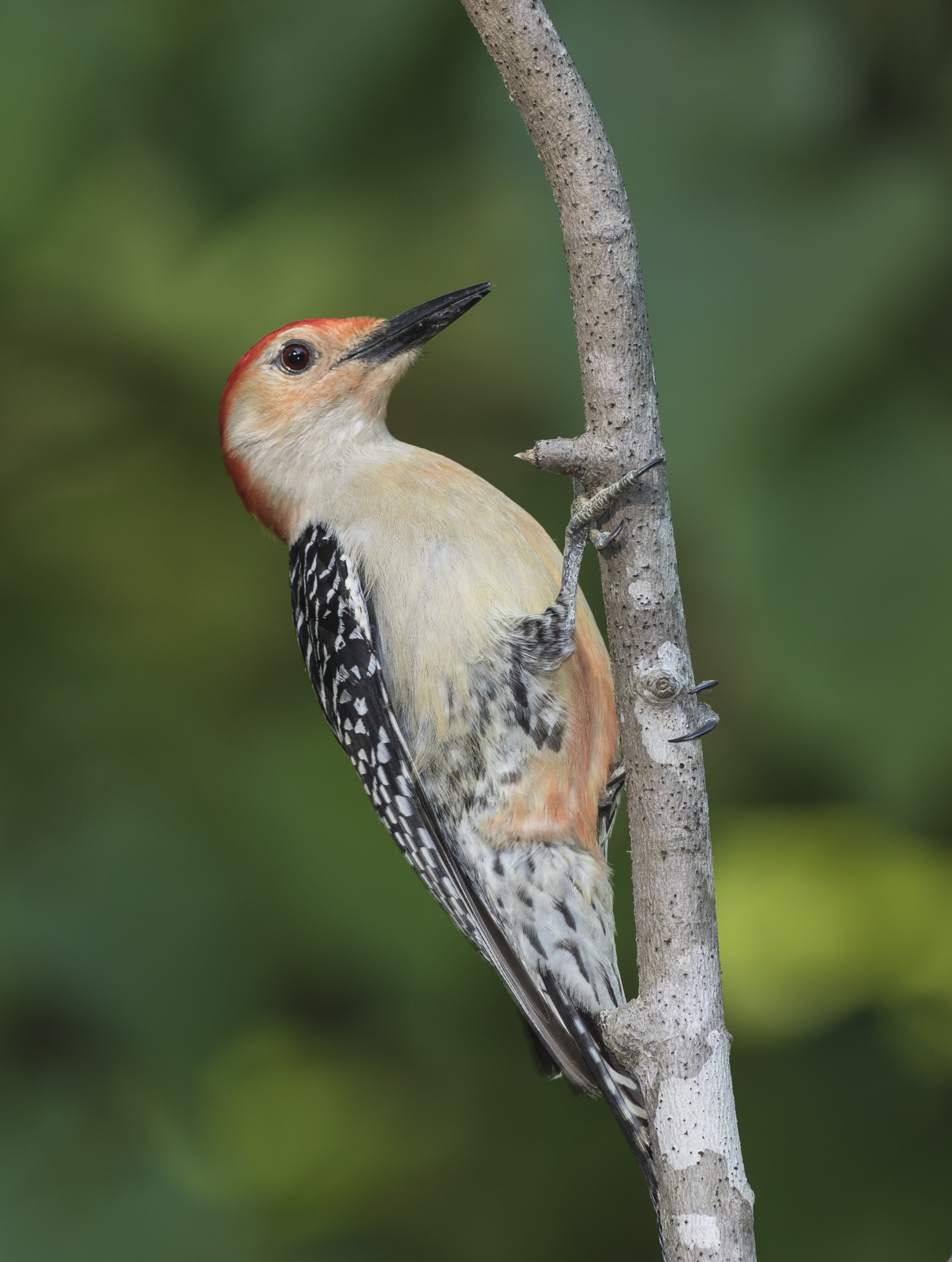red-bellied woodpecker | Roads End Naturalist