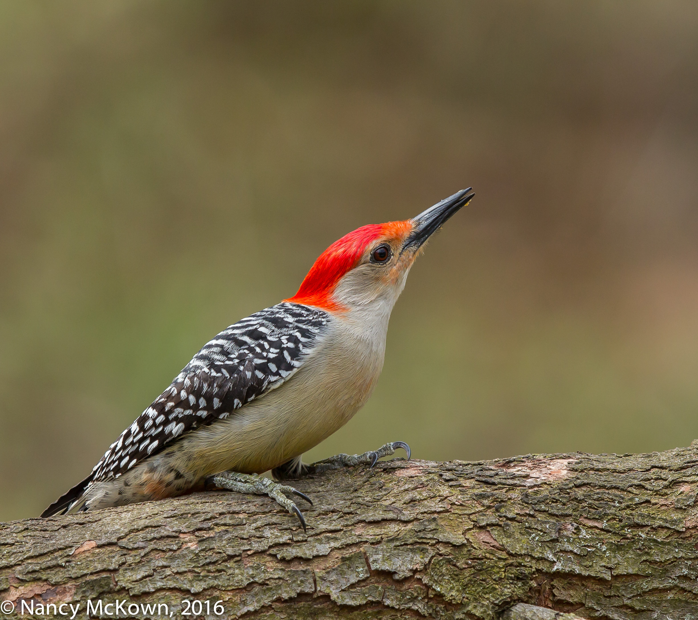 Photographing Red Bellied Woodpeckers and Thoughts from a Camera ...