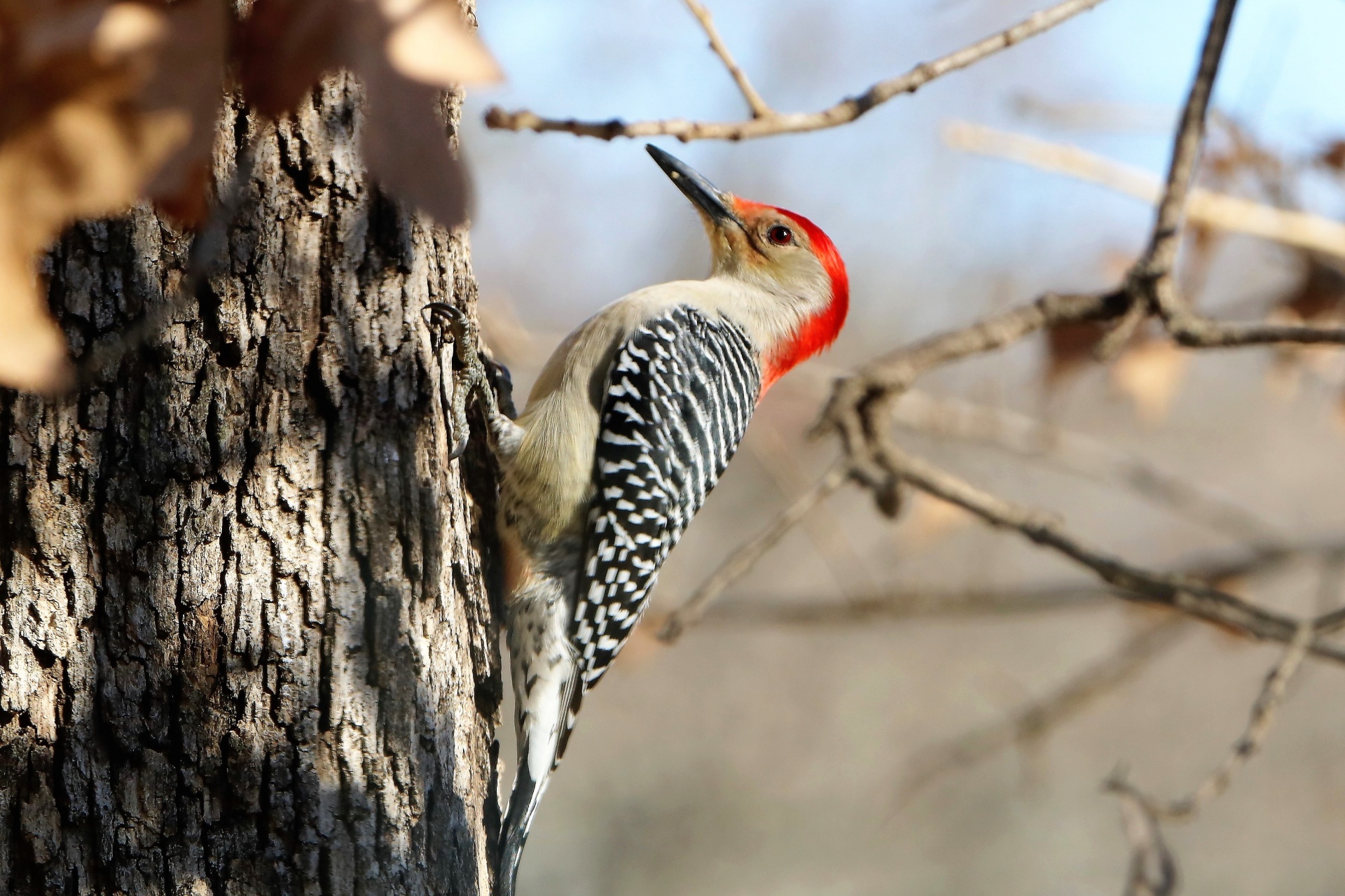 Red-bellied Woodpecker In Fall Free Stock Photo - Public Domain Pictures