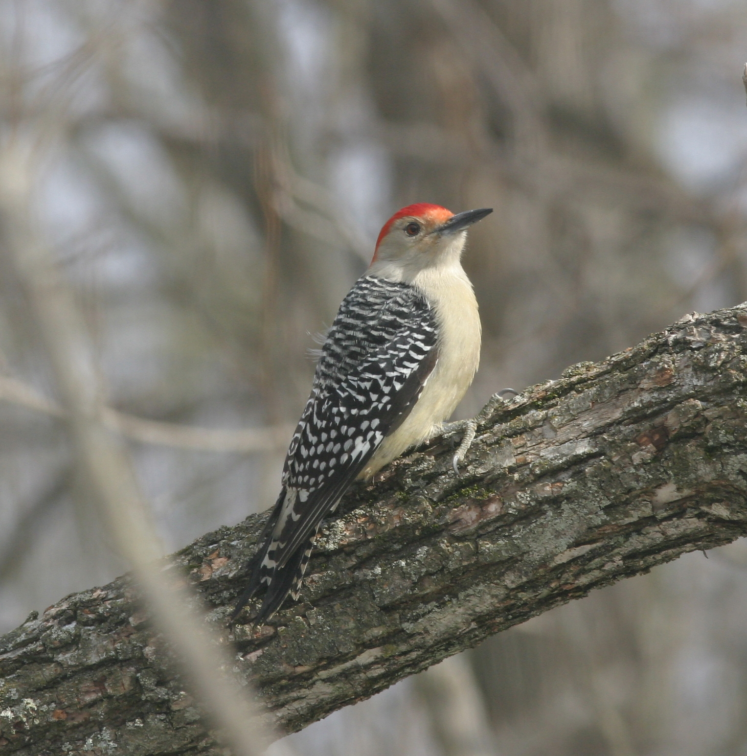 Ohio Bird Photo Collection: Red Bellied Woodpecker