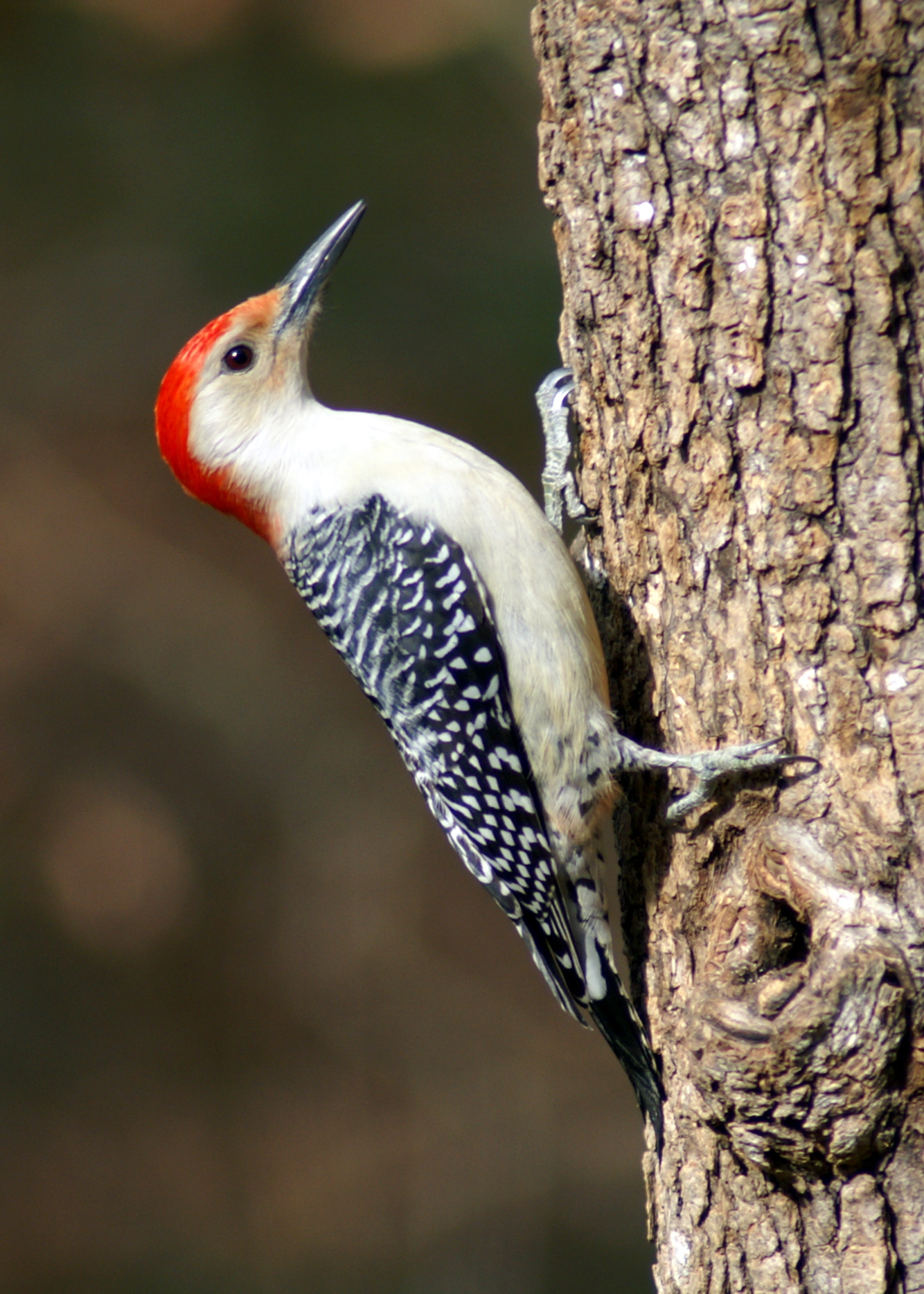 File:Red-bellied Woodpecker Male.JPG - Wikimedia Commons