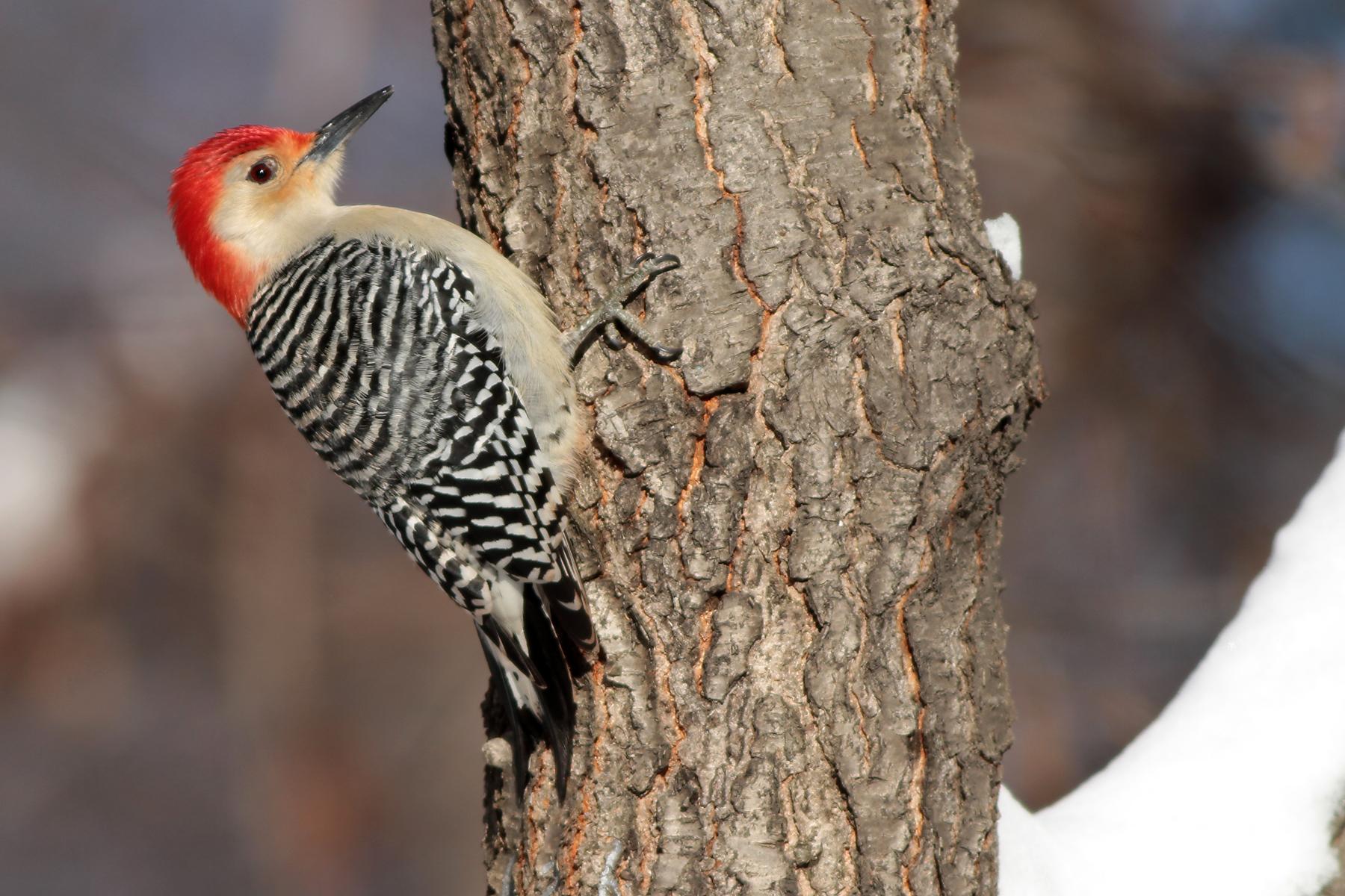 Red-bellied Woodpecker (Melanerpes carolinus) Male bird perched on ...