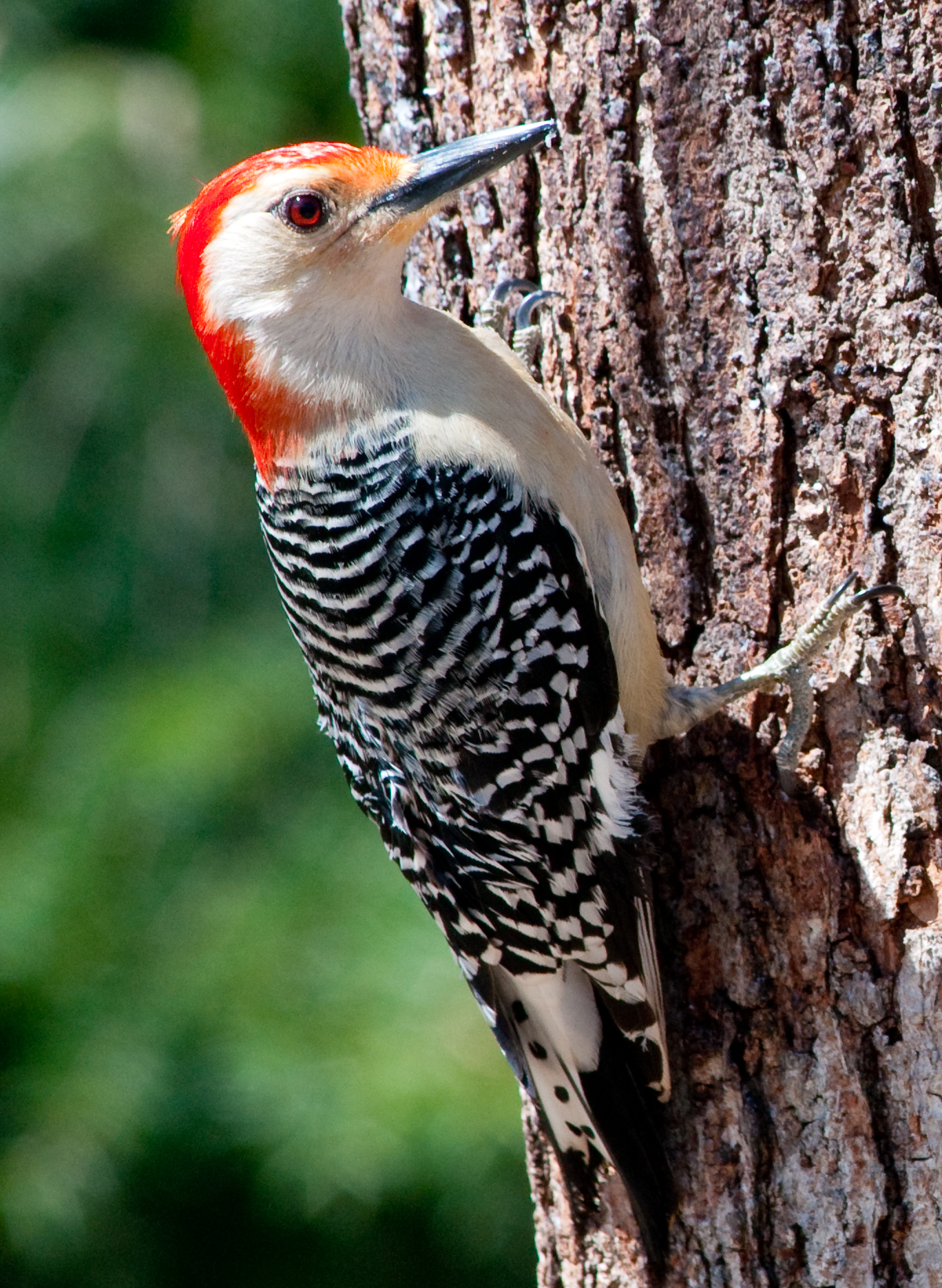File:Red Bellied Woodpecker by Bonnie Gruenberg.jpg - Wikimedia Commons
