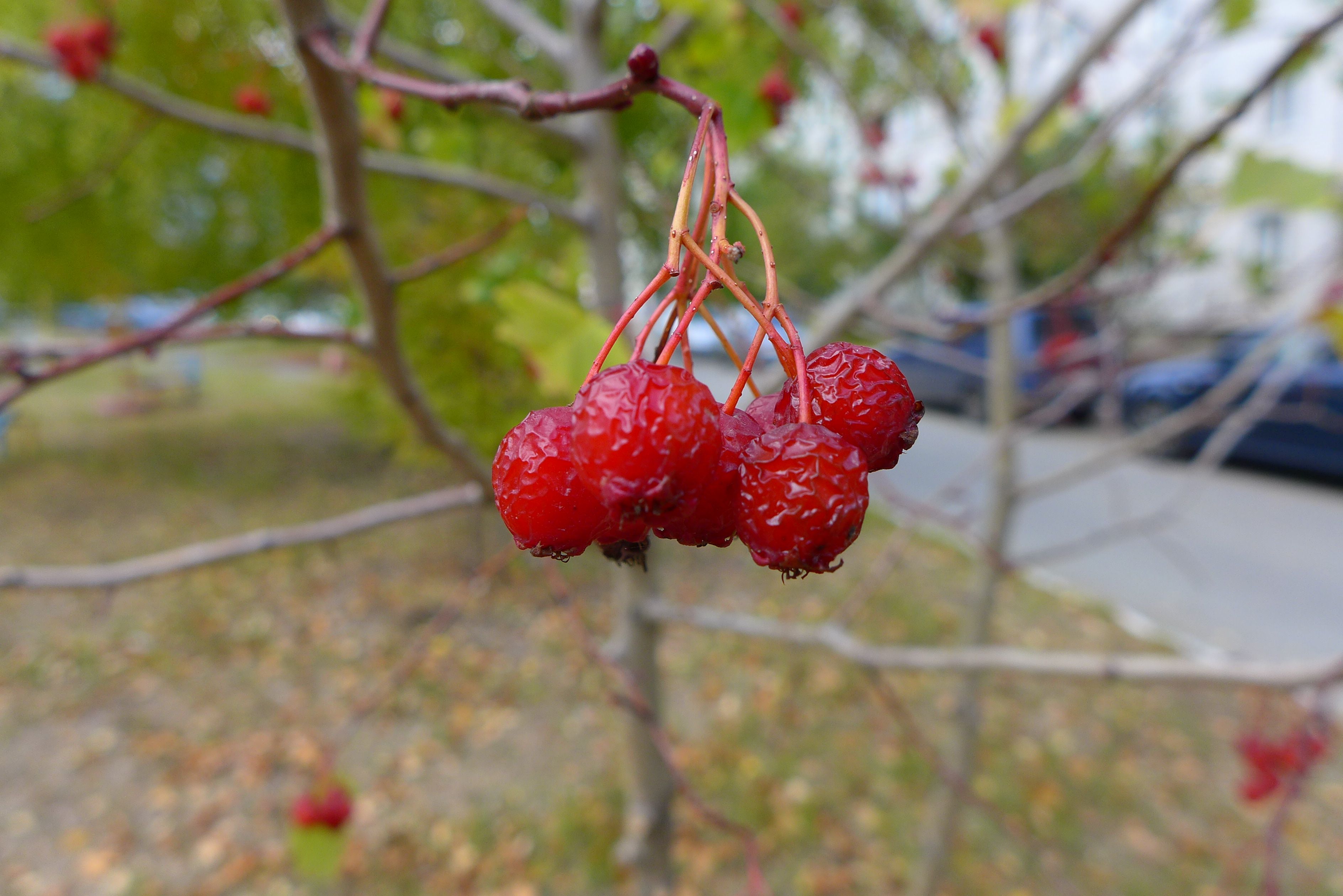 Frozen berries on a tree. The red berries wild Apple. — Steemit