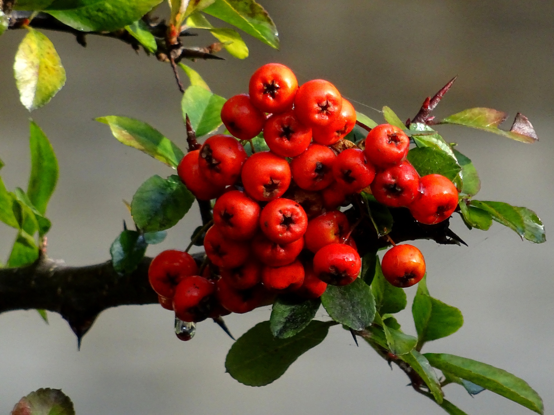 Red Berries On A Tree Branch Free Stock Photo - Public Domain Pictures