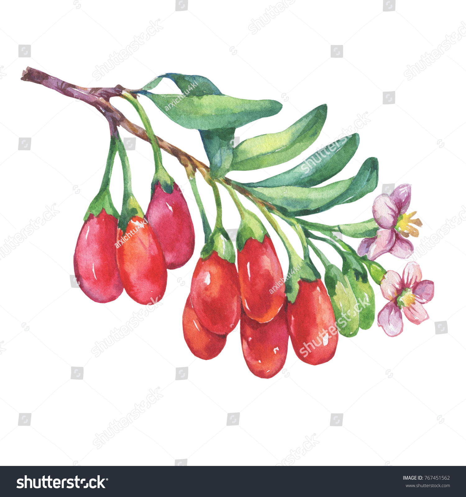 Branch Goji Plant Red Berries Flowers Stock Illustration 767451562 ...
