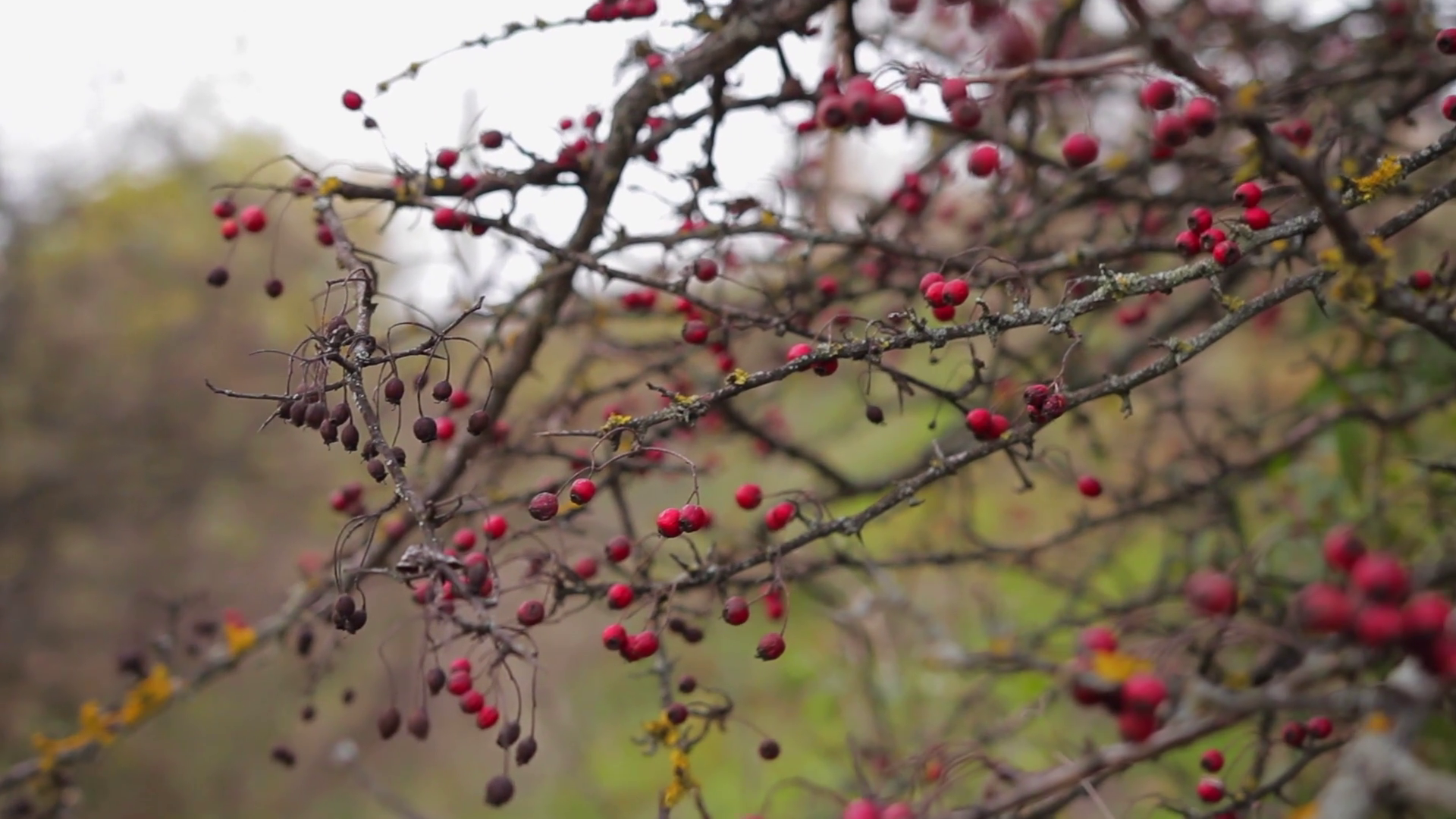 Red berries on tree at cloudy day Stock Video Footage - Videoblocks