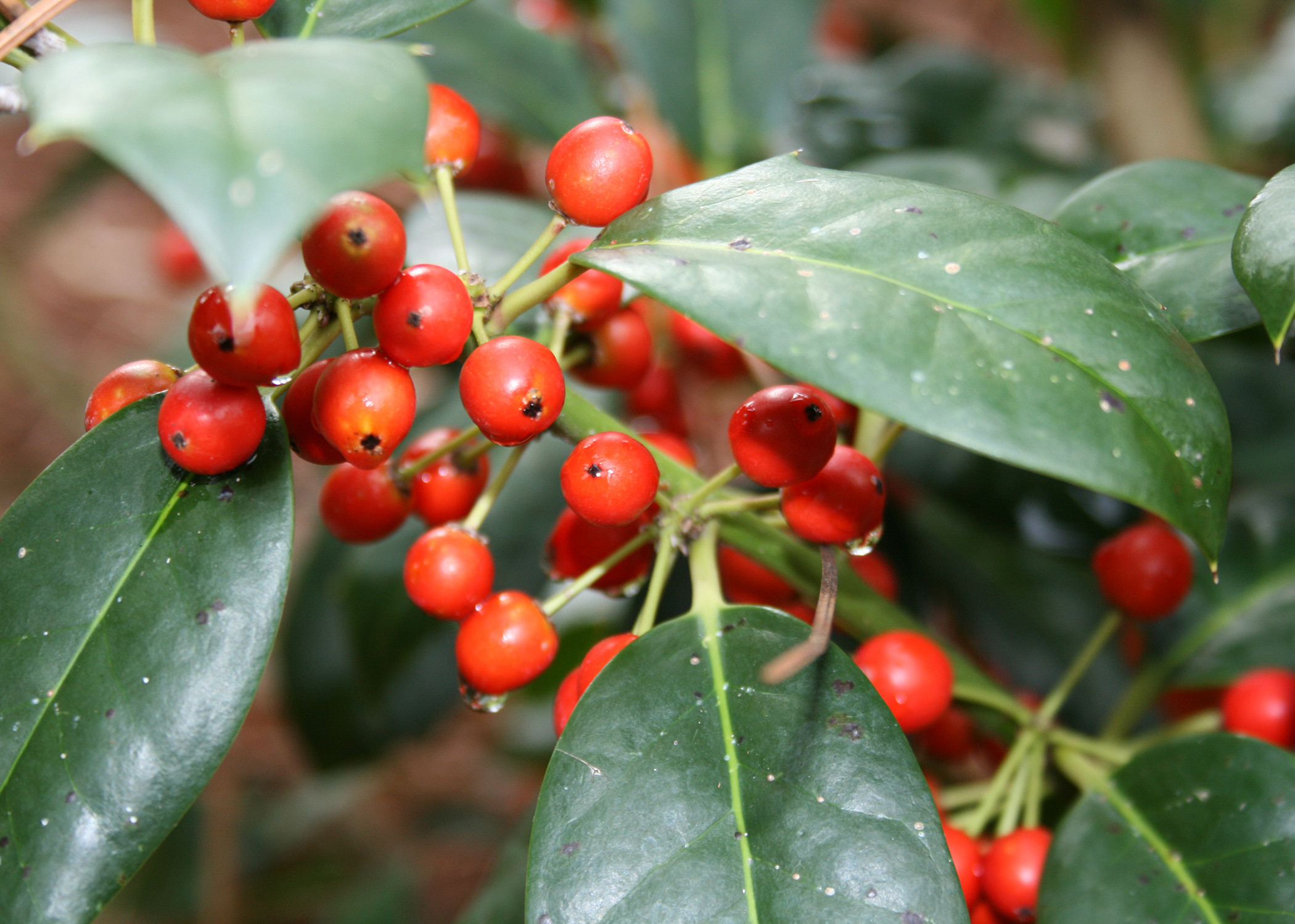 Hollies time berry color for Christmas displays | Mississippi State ...