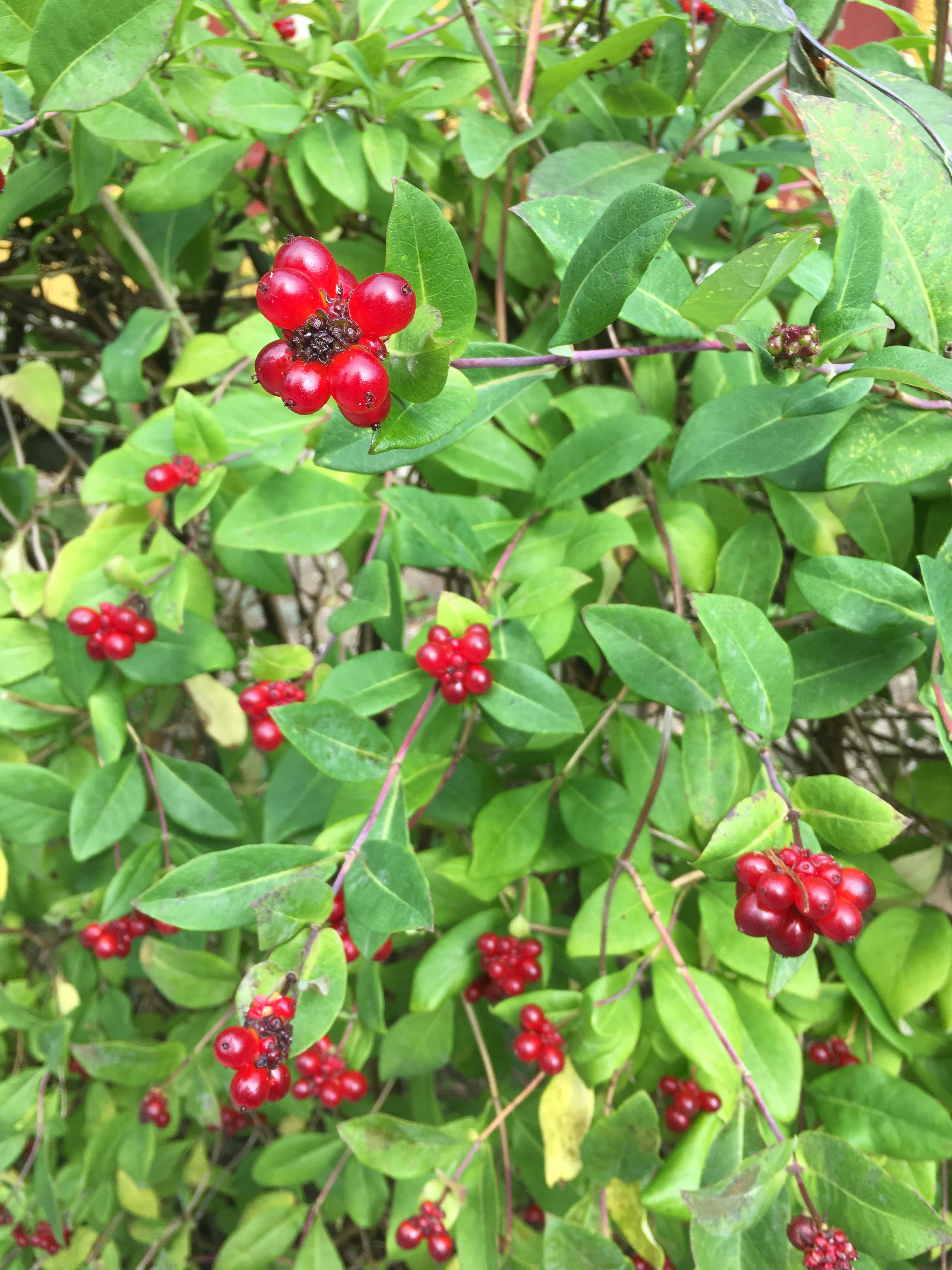 Central Europe] [Outdoor, decorative hedge] Red berries on a shrub ...