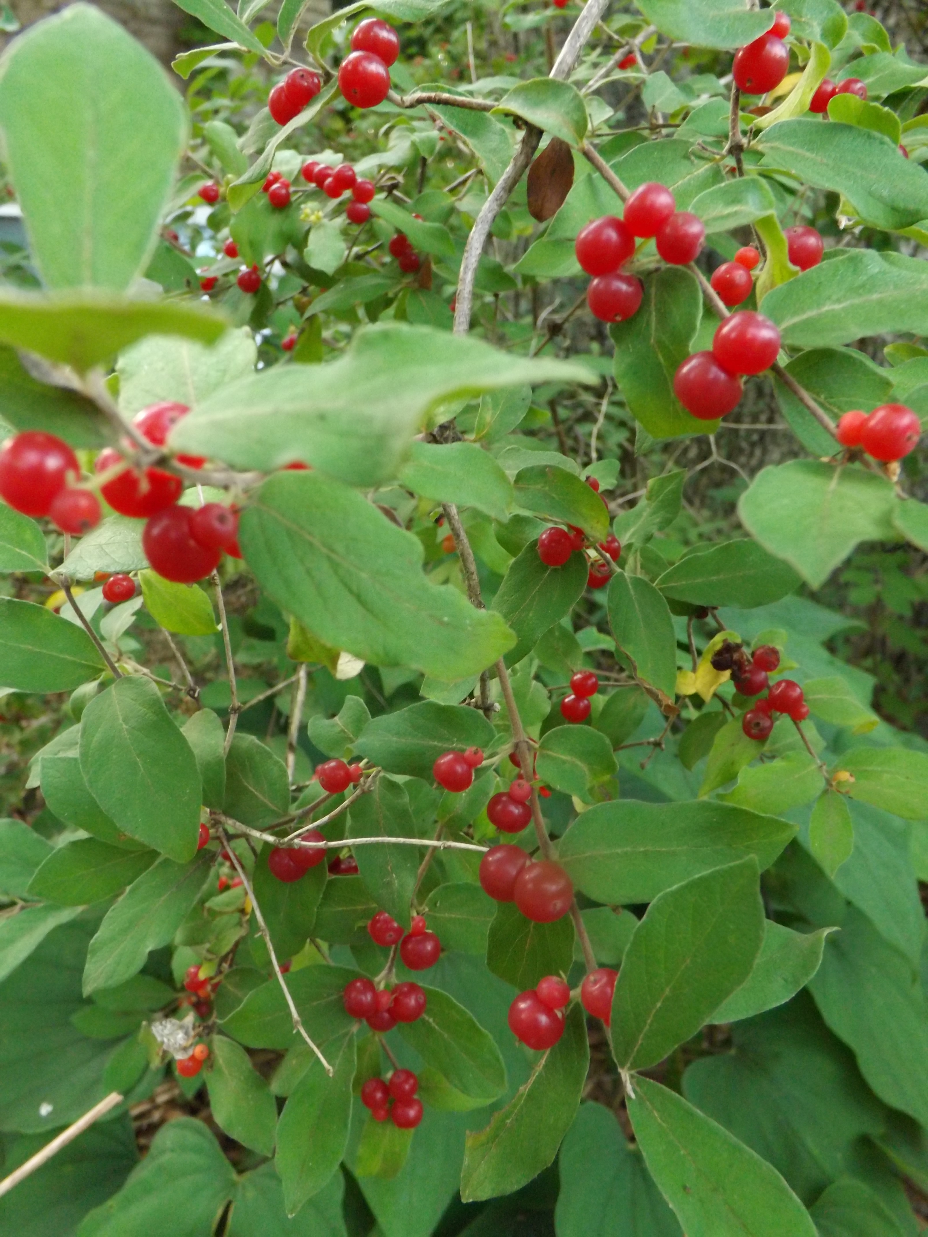 wild berries | 3 Herb Mamas