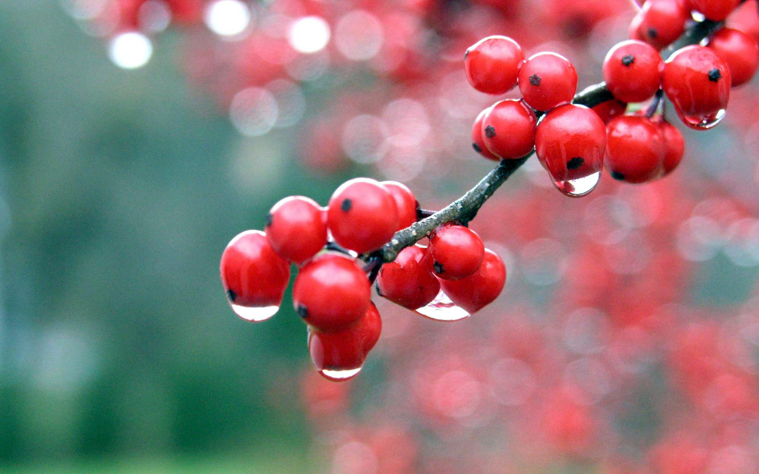 Red berries wallpapers | Red berries stock photos