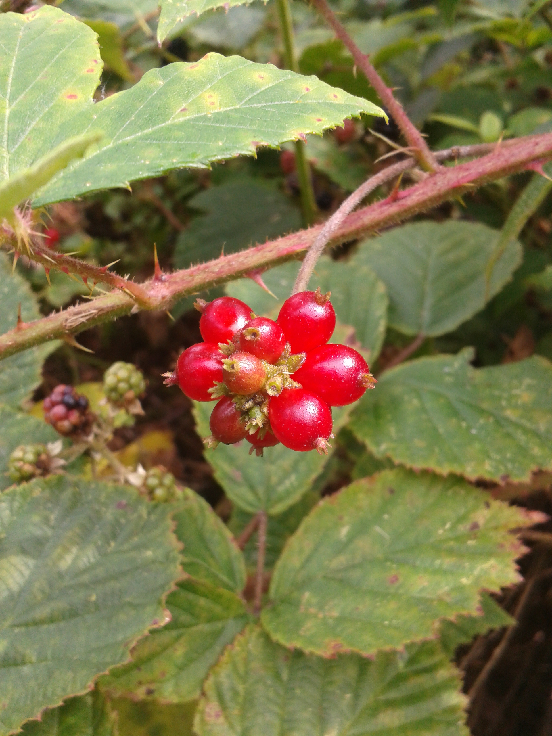 Red berries, Berries, Berry, Fruit, Plant, HQ Photo
