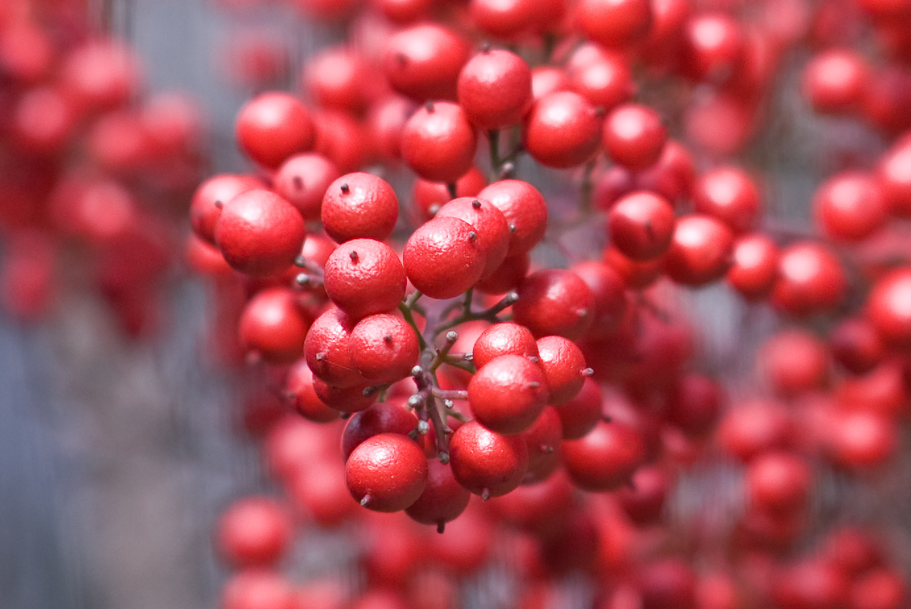 Jeffrey Friedl's Blog » Winter in Kyoto: Lotsa Red Berries
