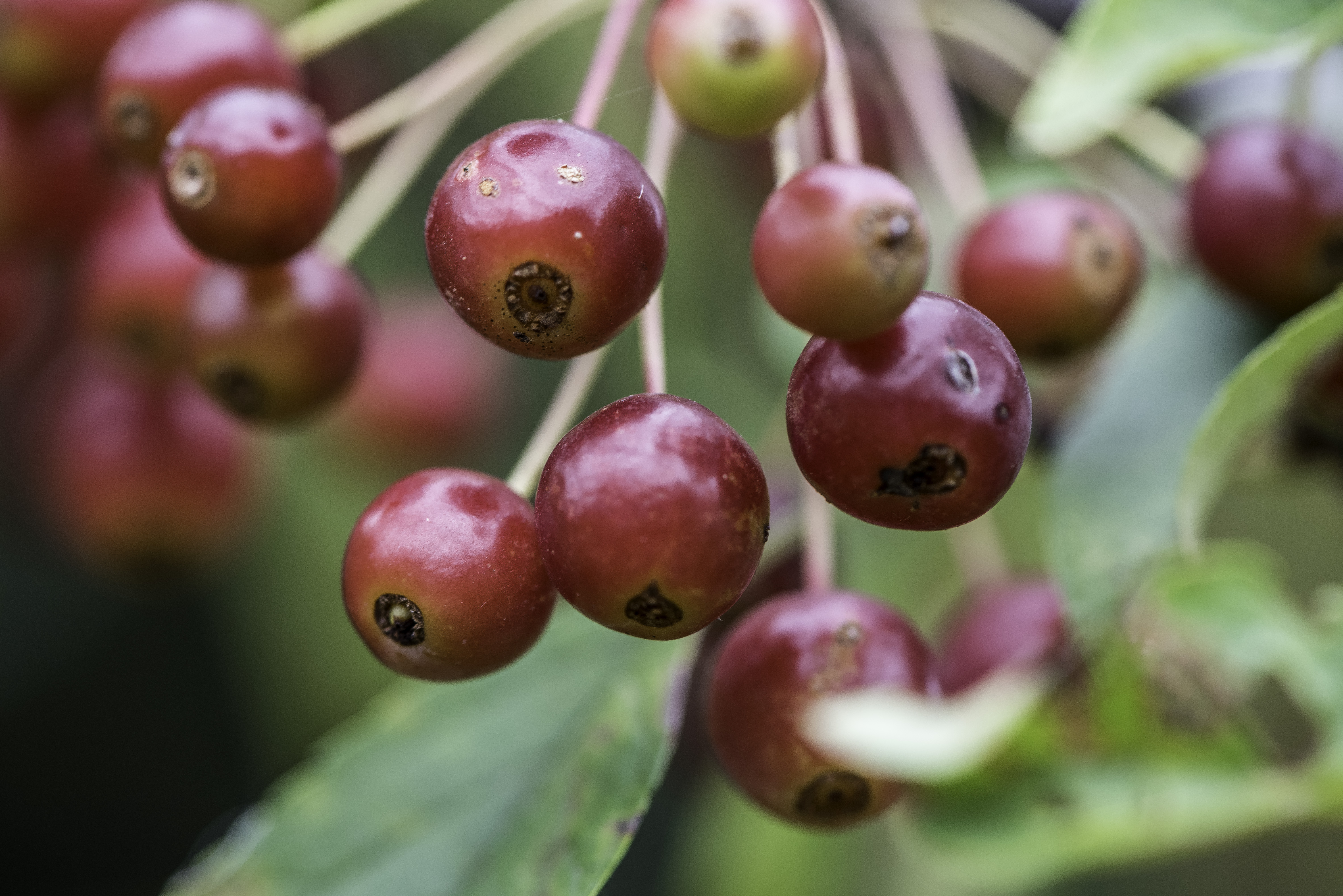 Red Berries on a plant image - Free stock photo - Public Domain ...