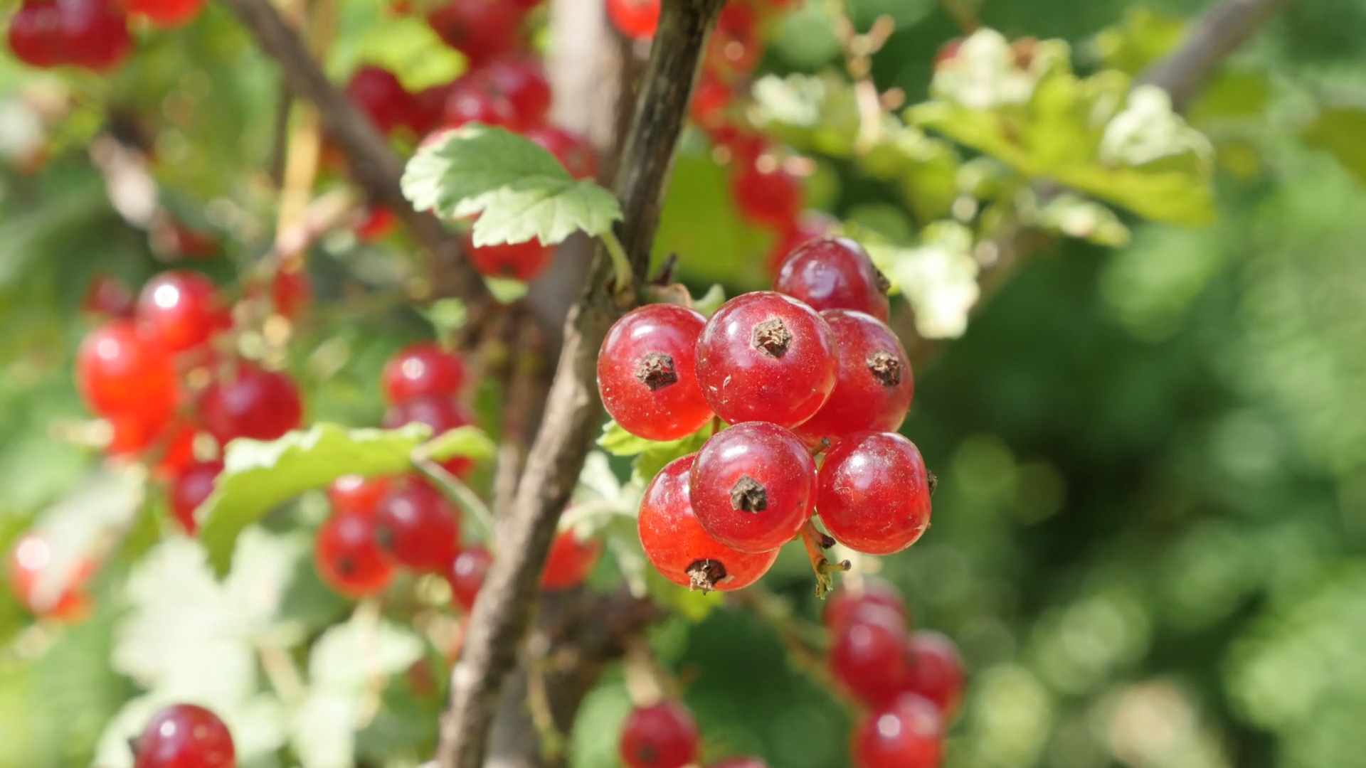 Lot of small red berries on Ribes rubrum plant natural shallow DOF ...