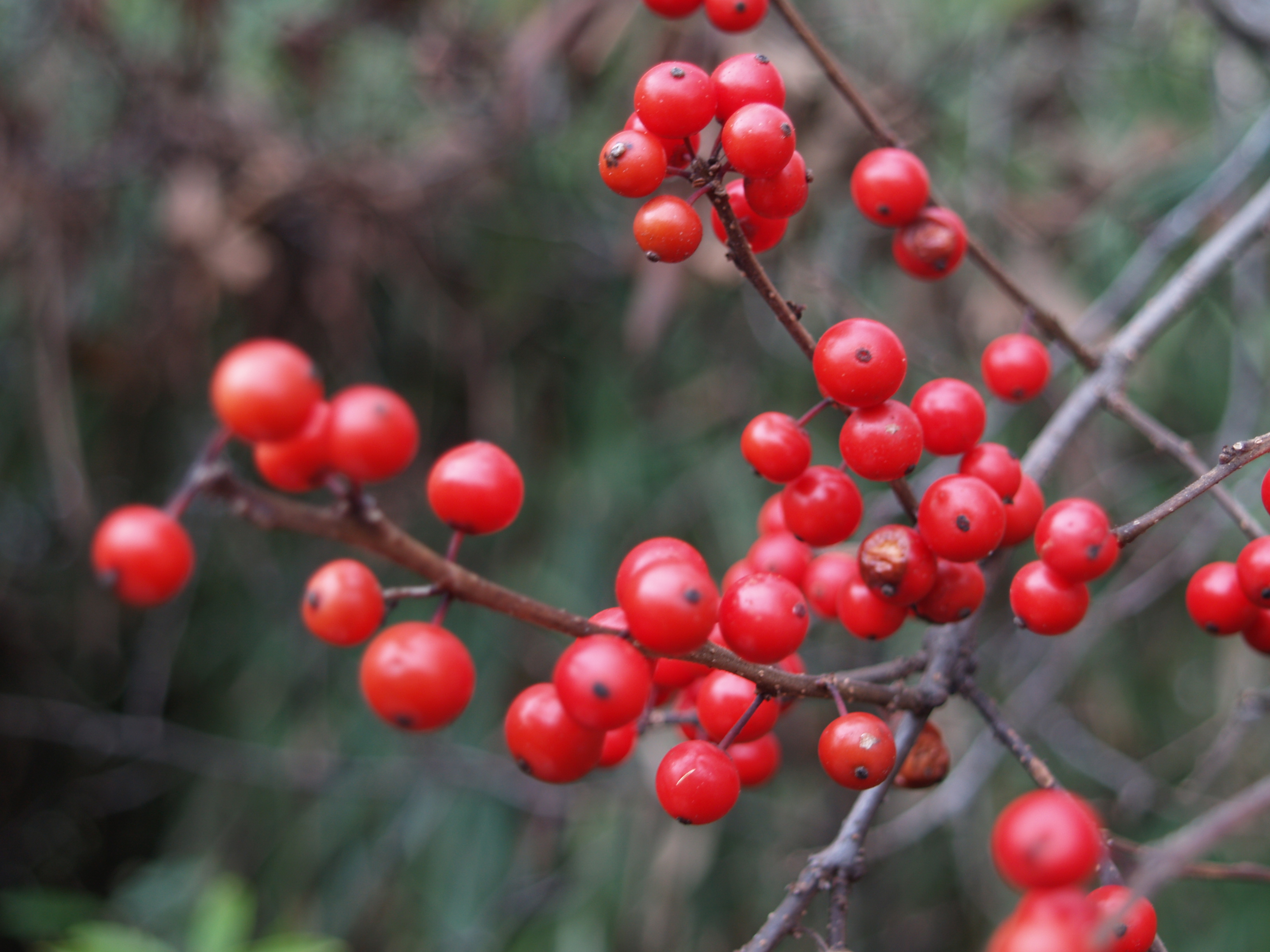 red berries | Ramblin' through Dave's Garden