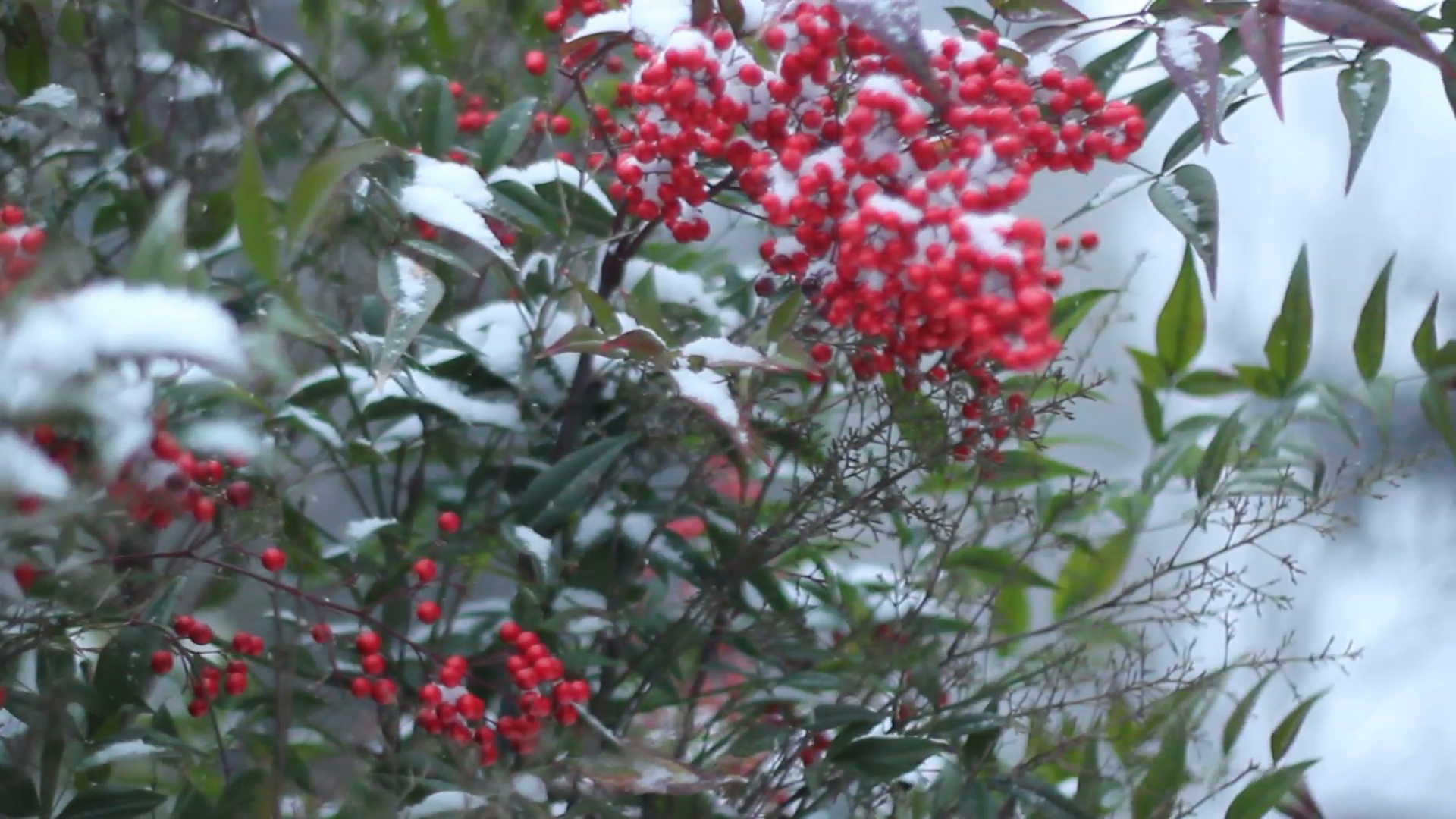 Red berries blowing in snow Portland, Oregon winter Stock Video ...