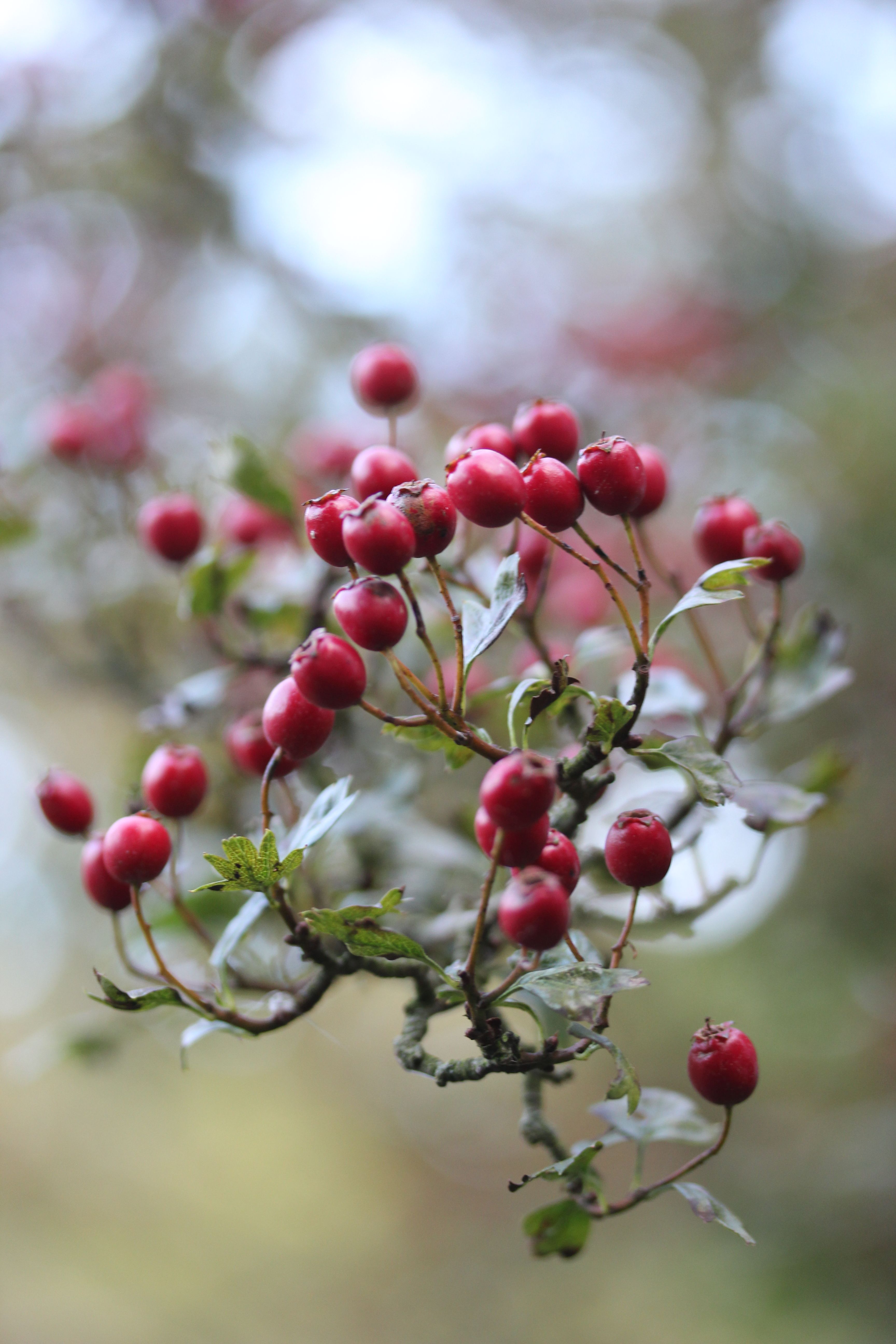 Winter Berries. Repinned by www.mygrowingtraditions.com | a few of ...