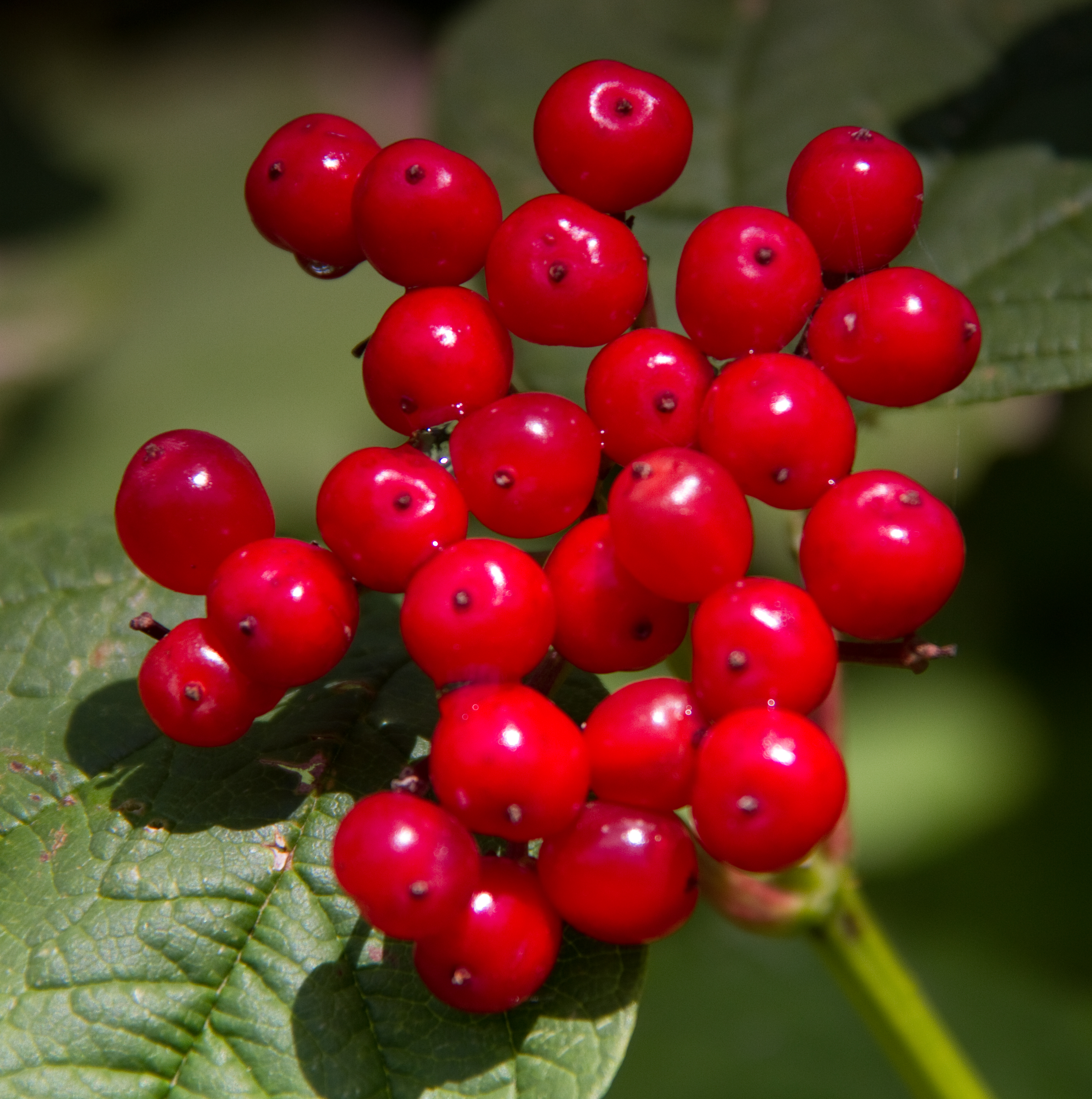 File:Red Berries 1 (6086101761).jpg - Wikimedia Commons
