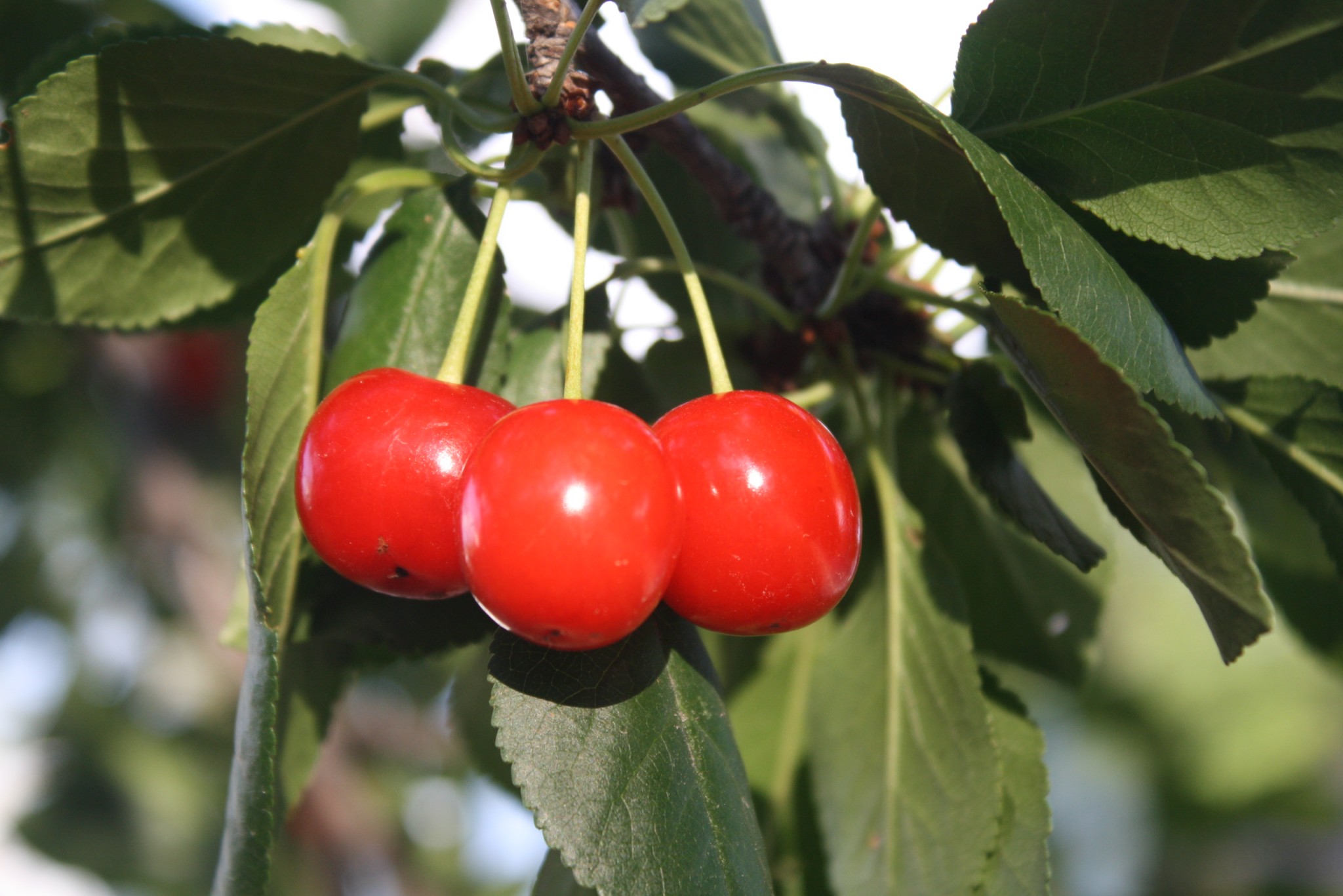 Red Berries - Edible or Not Edible? - GettyStewart.com