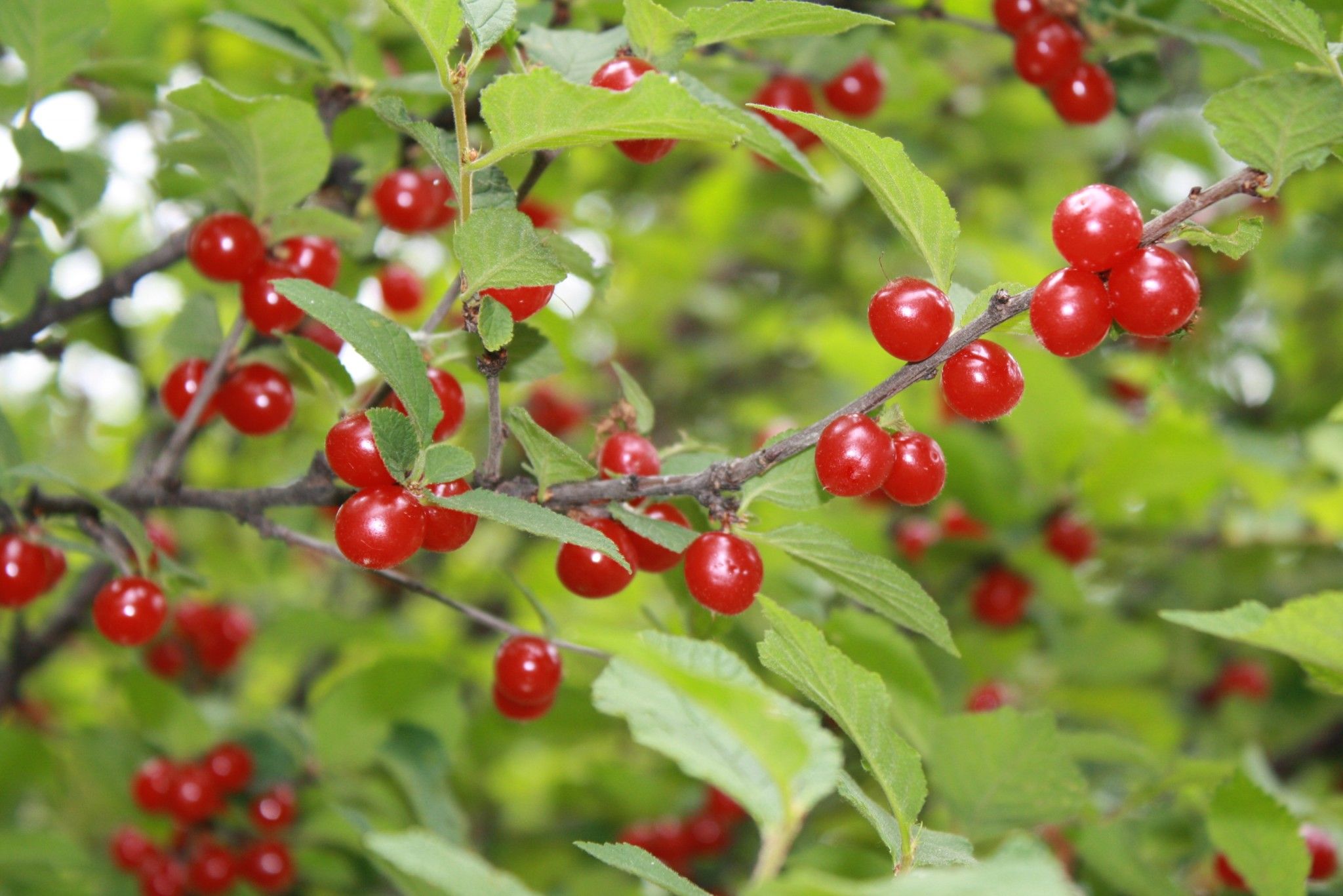 Nanking cherry | Grandma | Pinterest | Red berries and Berries