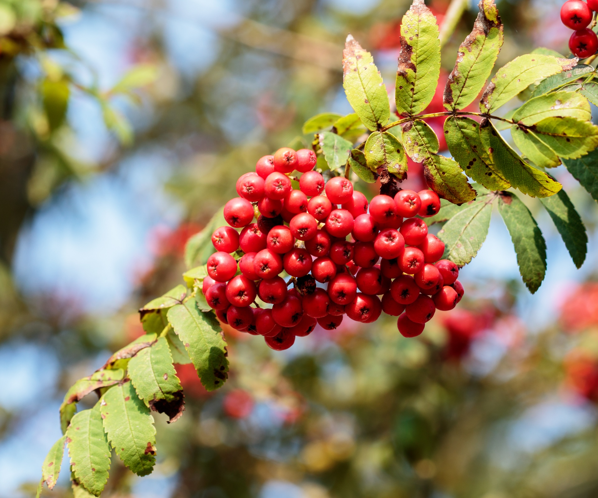 Red Berries On Rowan Tree Free Stock Photo - Public Domain Pictures